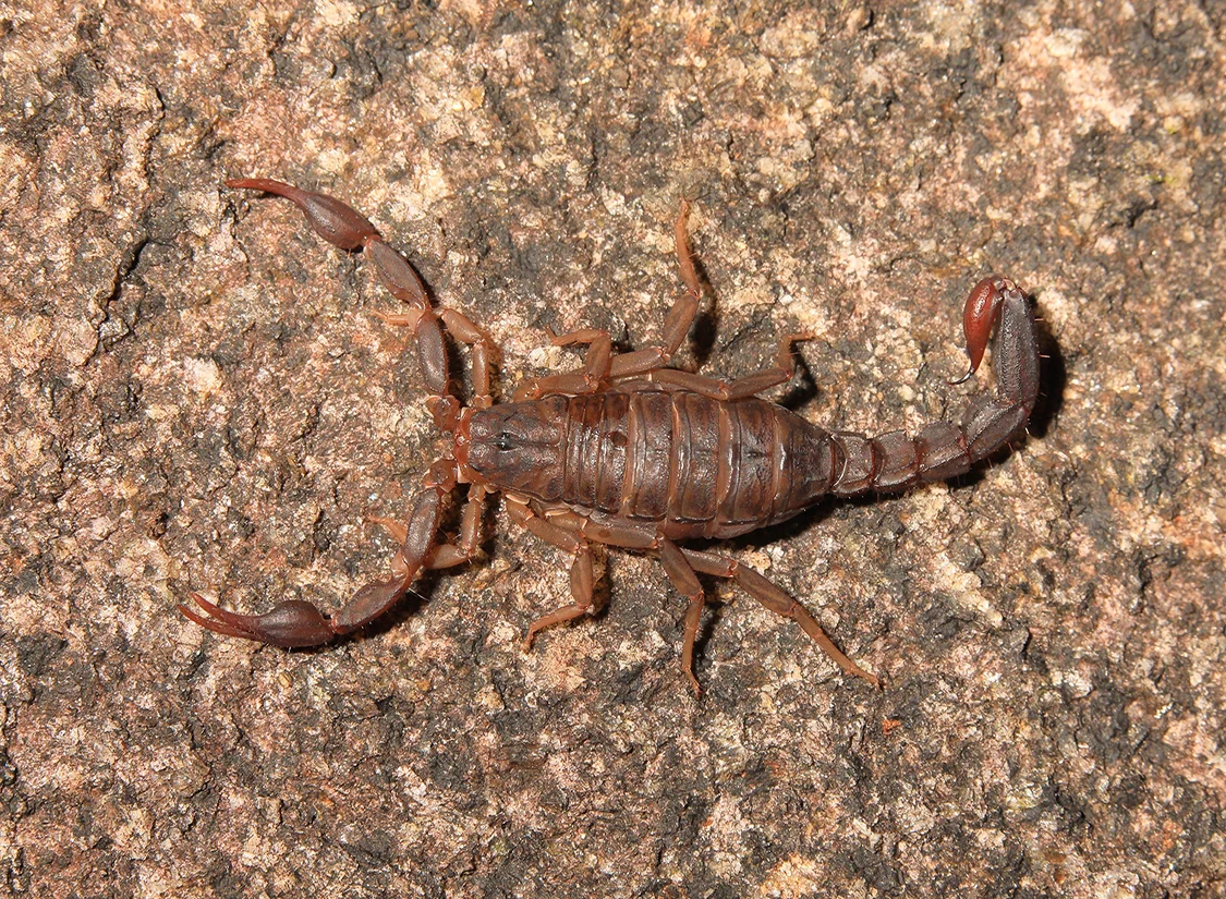 scorpion_cressler.jpg