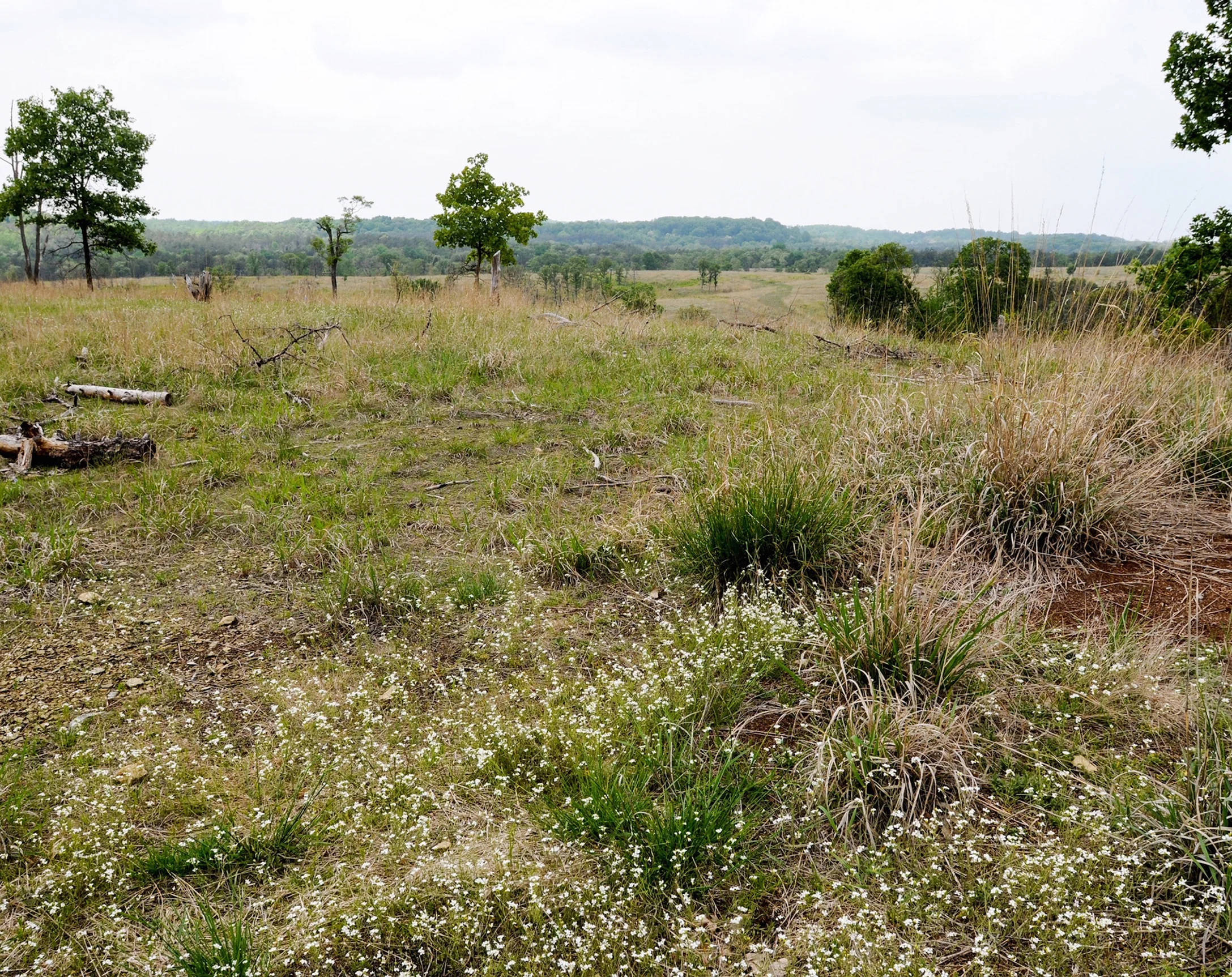 Northern Piedmont Serpentine Barren, Soldier's Delight Natural Environmental Area, Baltimore Co., Maryland