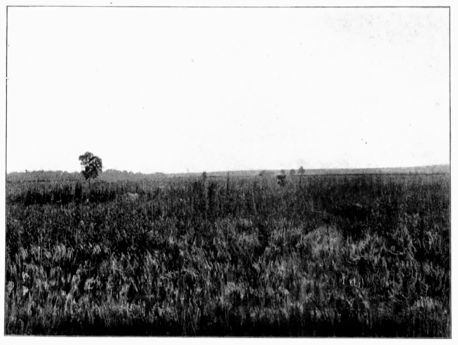 Newspaper article from 1904 advertising "10,000 acres of virgin prairie for sale, Prairie Co., Arkansas"