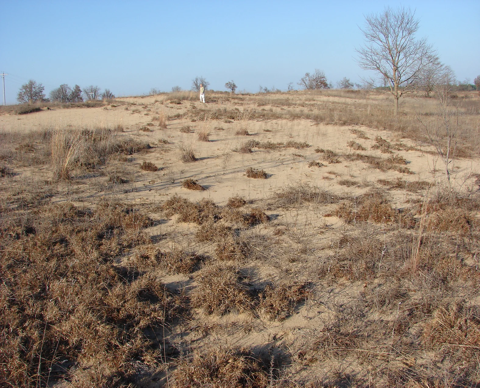 Mississippi Alluvial Plain Sand Savanna, Sikeston, Missouri