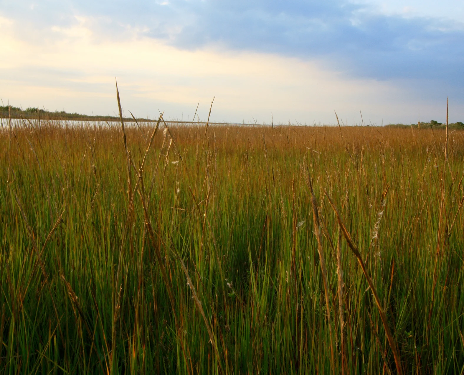 West Gulf Coastal Plain Coastal Salt Marsh, Galveston Island State Park, Galveston Co., Texas