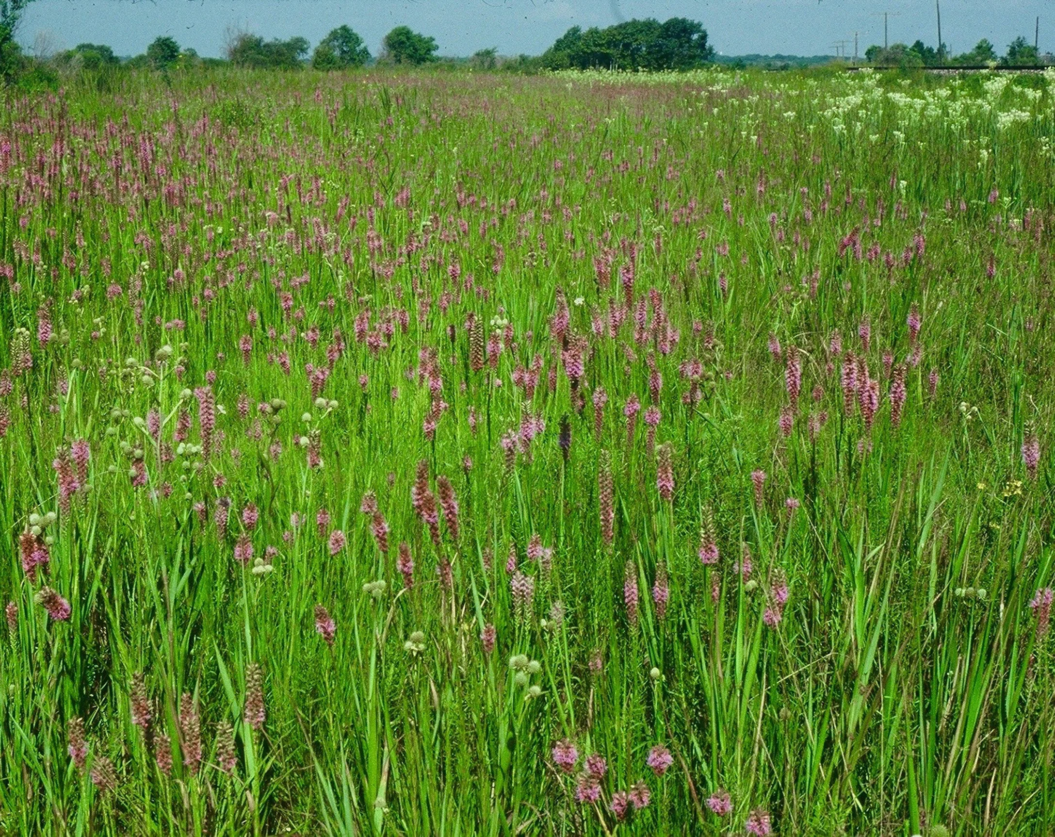 Cajun Prairie westmidland.jpg