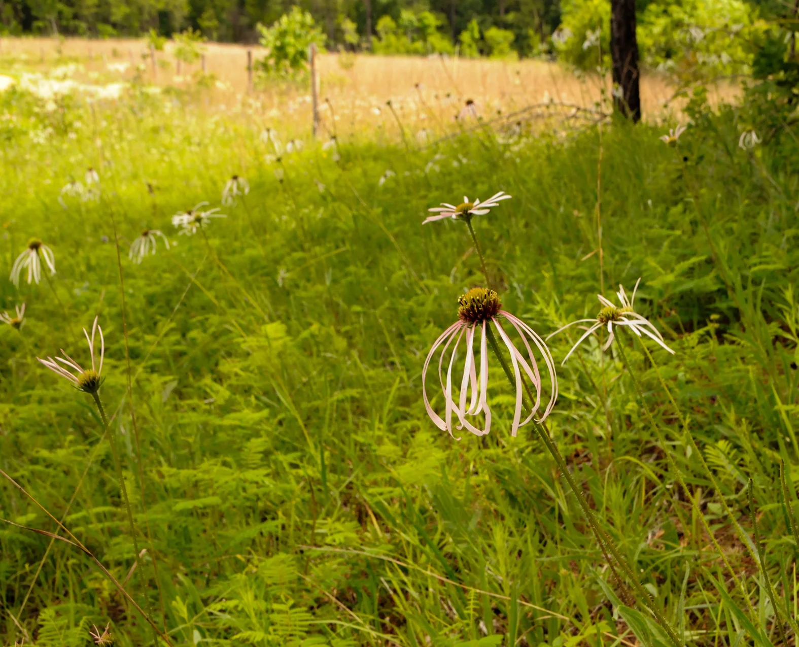 West Gulf Coastal Plain Blackland Prairie, Carpenter Road Prairie, Winn Parrish, Louisiana