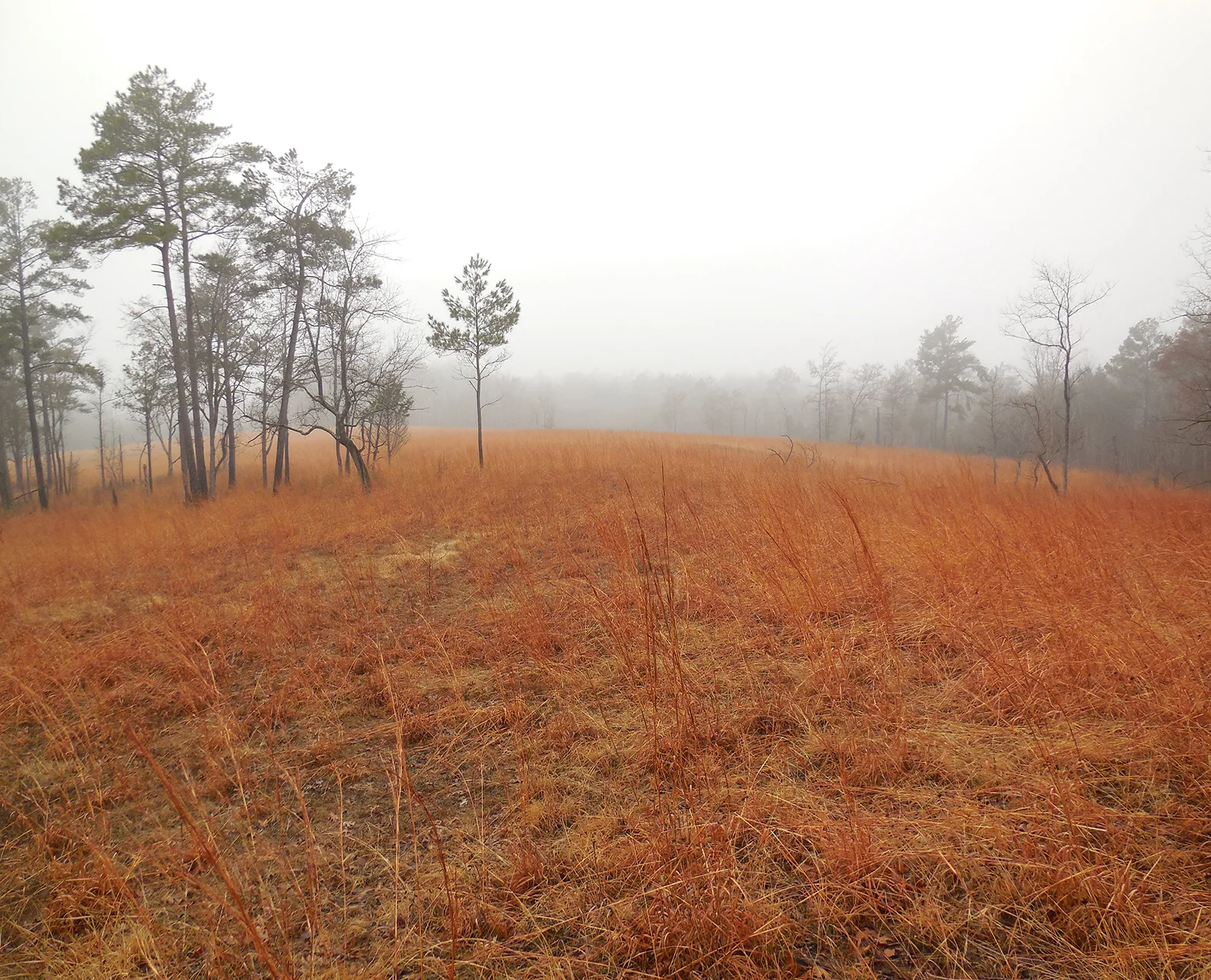 West Gulf Coastal Plain Blackland Prairie, Terre Noire Prairie Natural Area, Clark Co., Arkansas