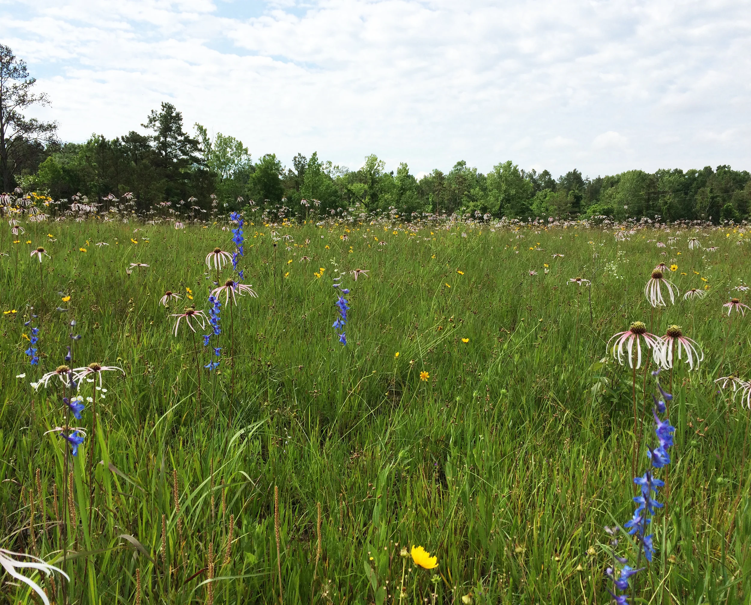West Gulf Coastal Plain Blackland Prairie, Terre Noire Prairie Natural Area, Clark Co., Arkansas