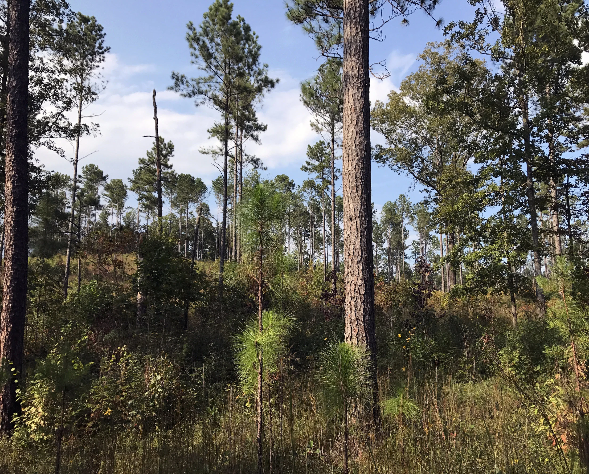 Southern Ridge and Valley Sandstone Mountain Longleaf Pine Woodland & Savanna, Mountain Longleaf Pine National Wildlife Refuge, Calhoun Co., Alabama