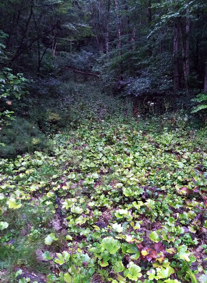 Southern Ridge and Valley Dolomite Seepage Fen, Campbell Co., Tennessee
