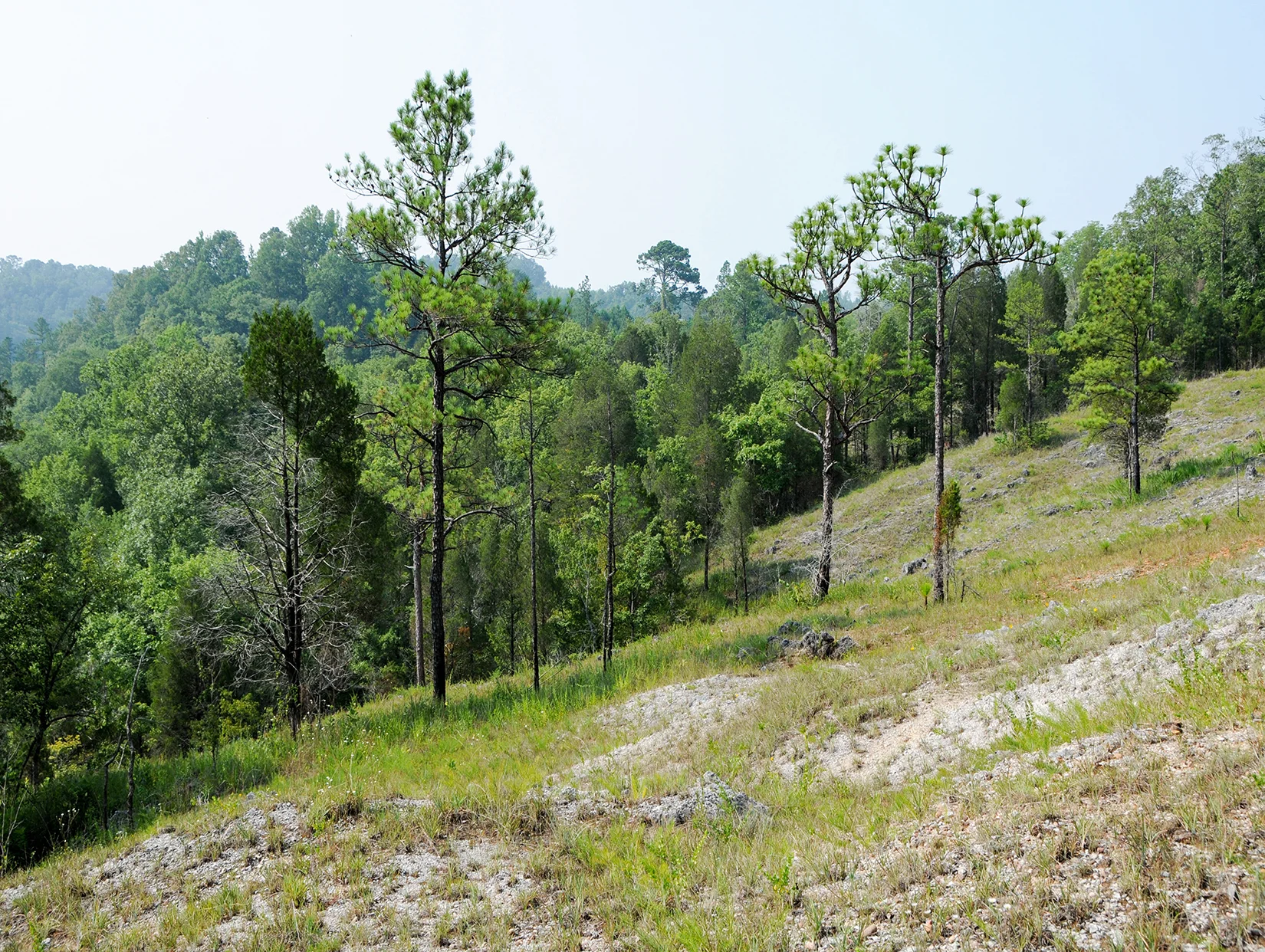 Southern Ridge and Valley Ketona Dolomite Barren, (“Ketona Glade”), Kathy Stiles Freeland Preserve, Bibb Co., Alabama