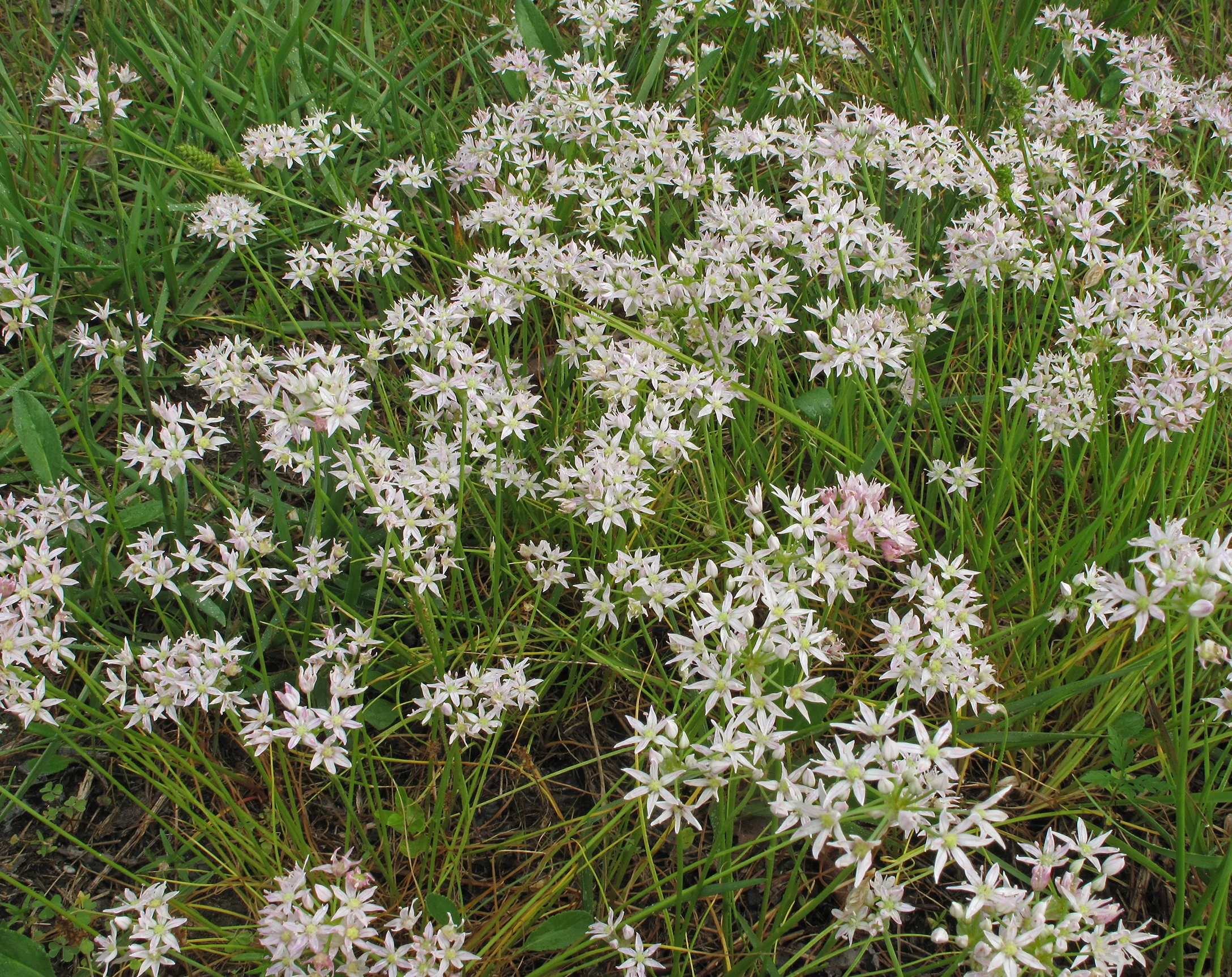 Allium speculae (Little River Canyon Onion), Little River Canyon National Preserve, Alabama