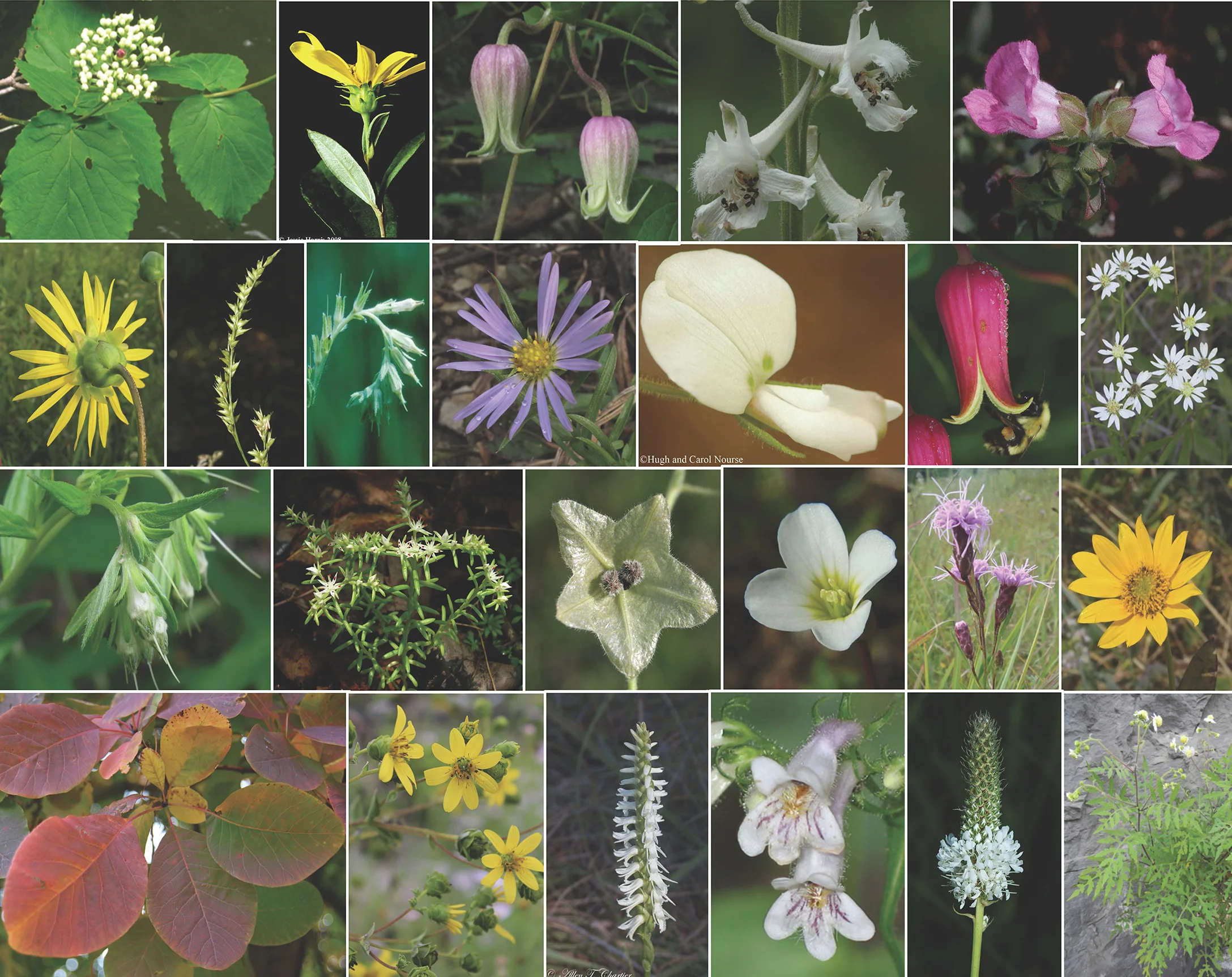 collages of rare species_Page_1.jpg