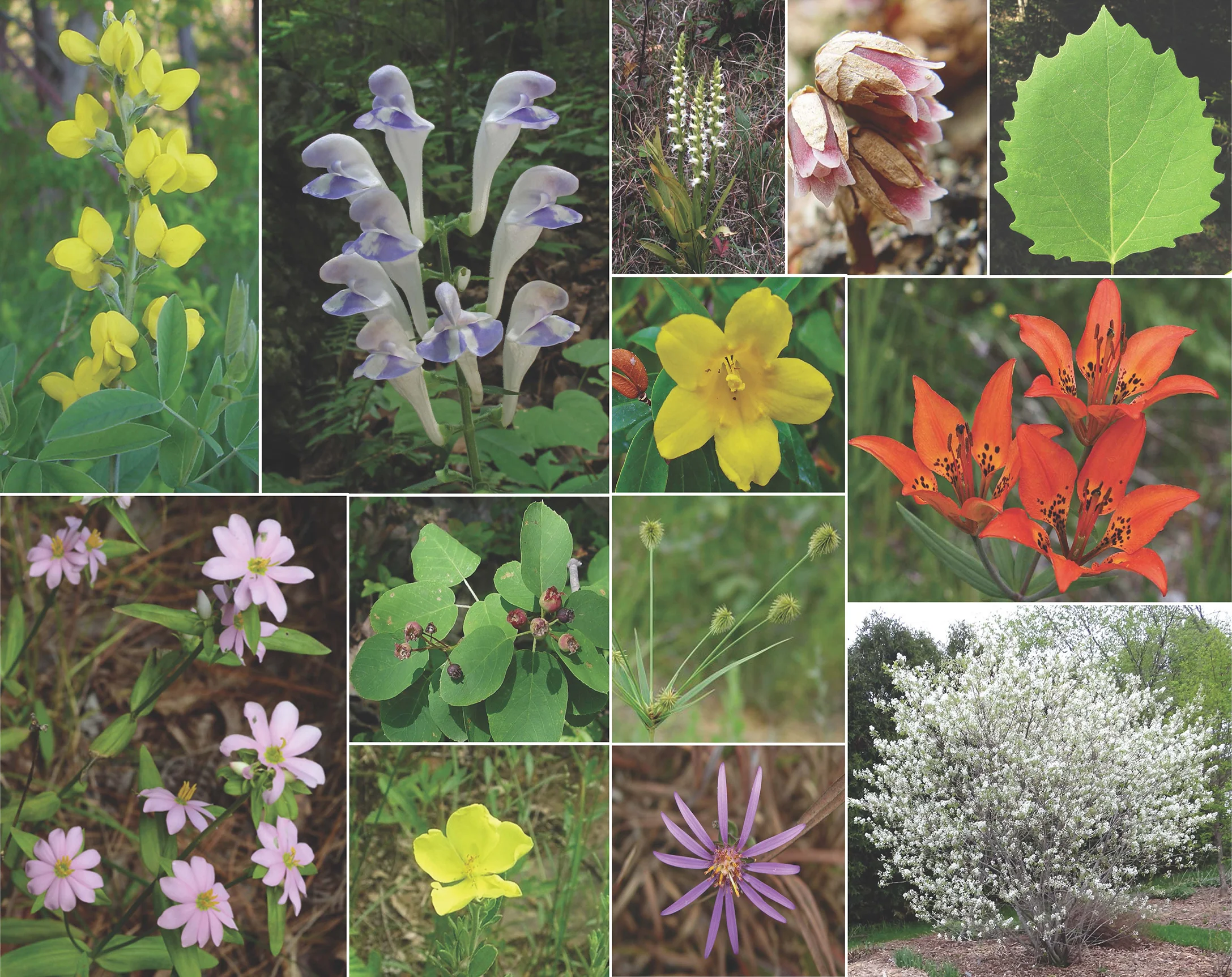 collages of rare species_Page_2.jpg