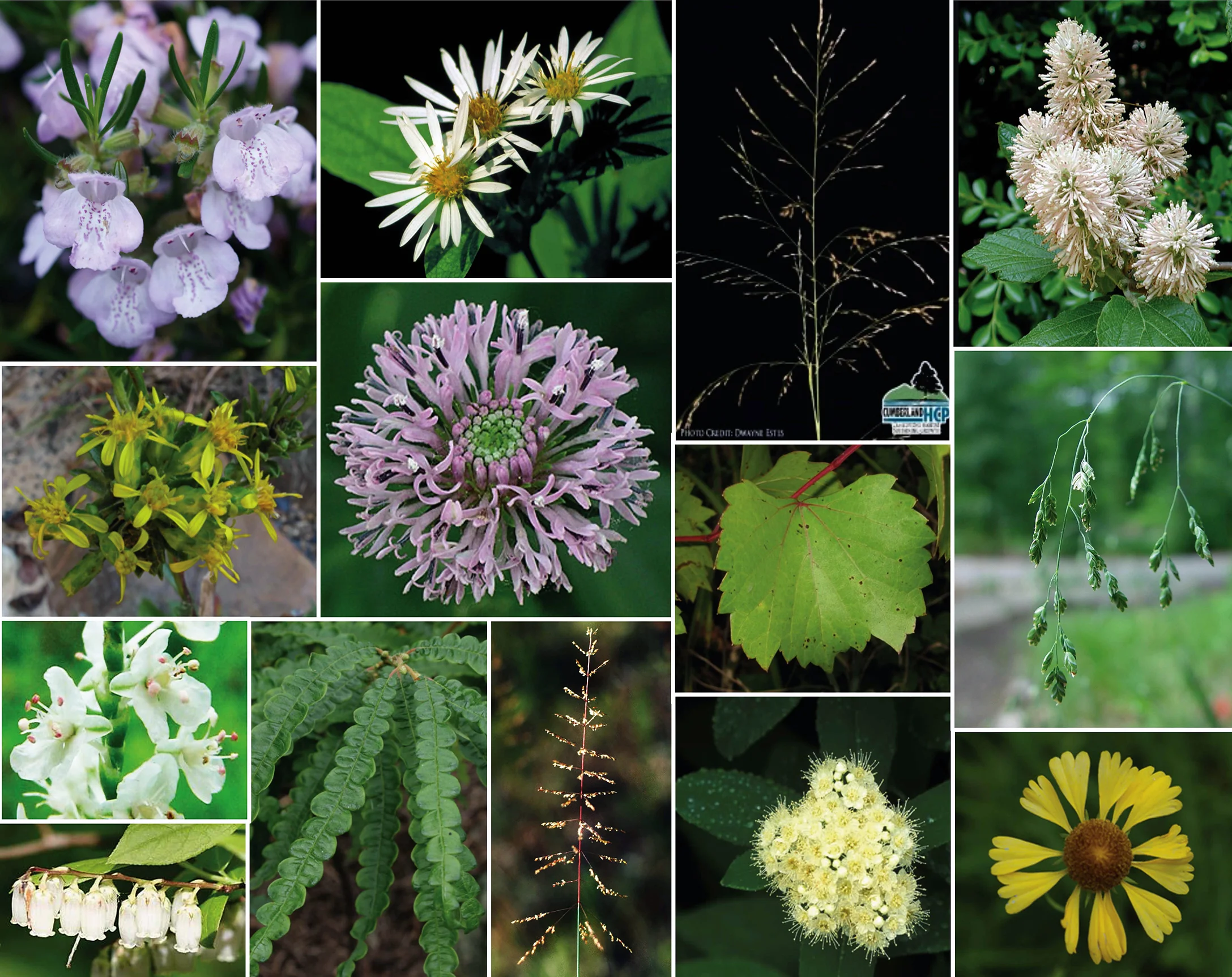 collages of rare species_Page_3.jpg