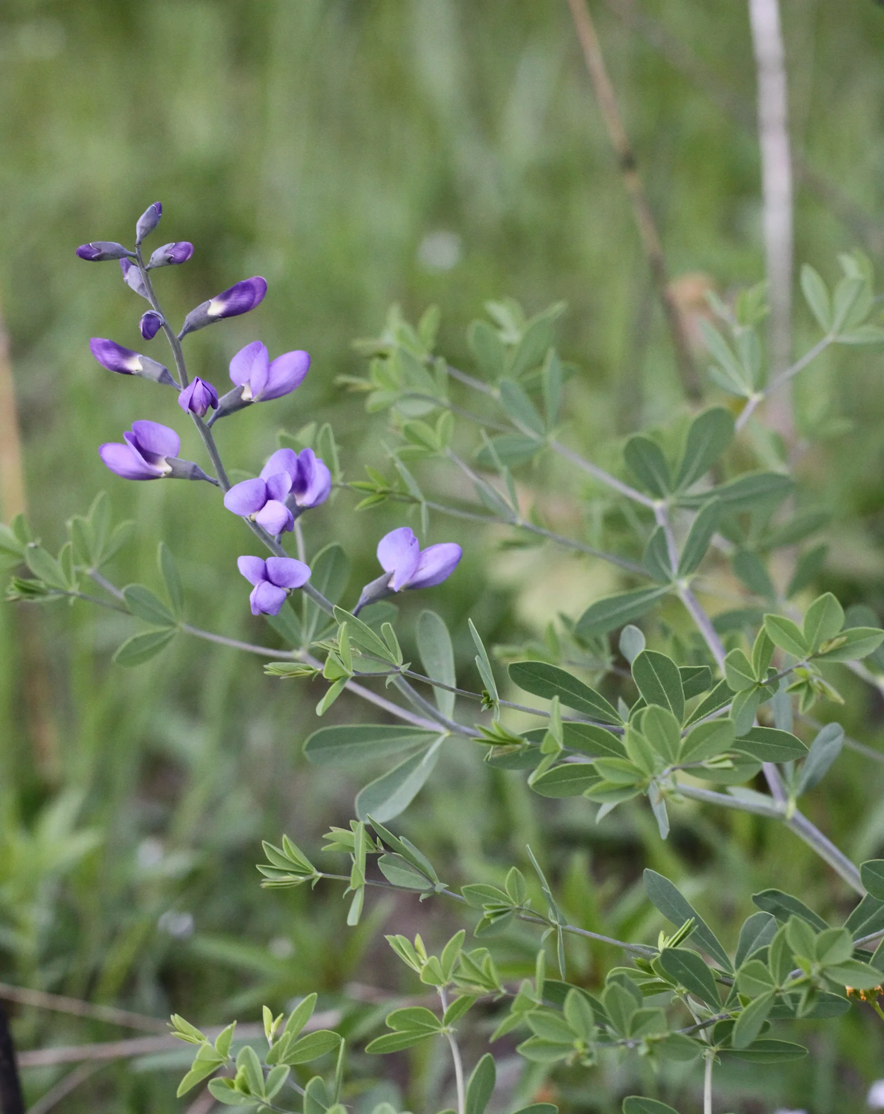 Baptisia aberrans (Glade Blue Wild Indigo) in Eastern Highland Rim Xerohydric Hardpan Prairie, May Prairie Natural Area, Coffee Co., TN