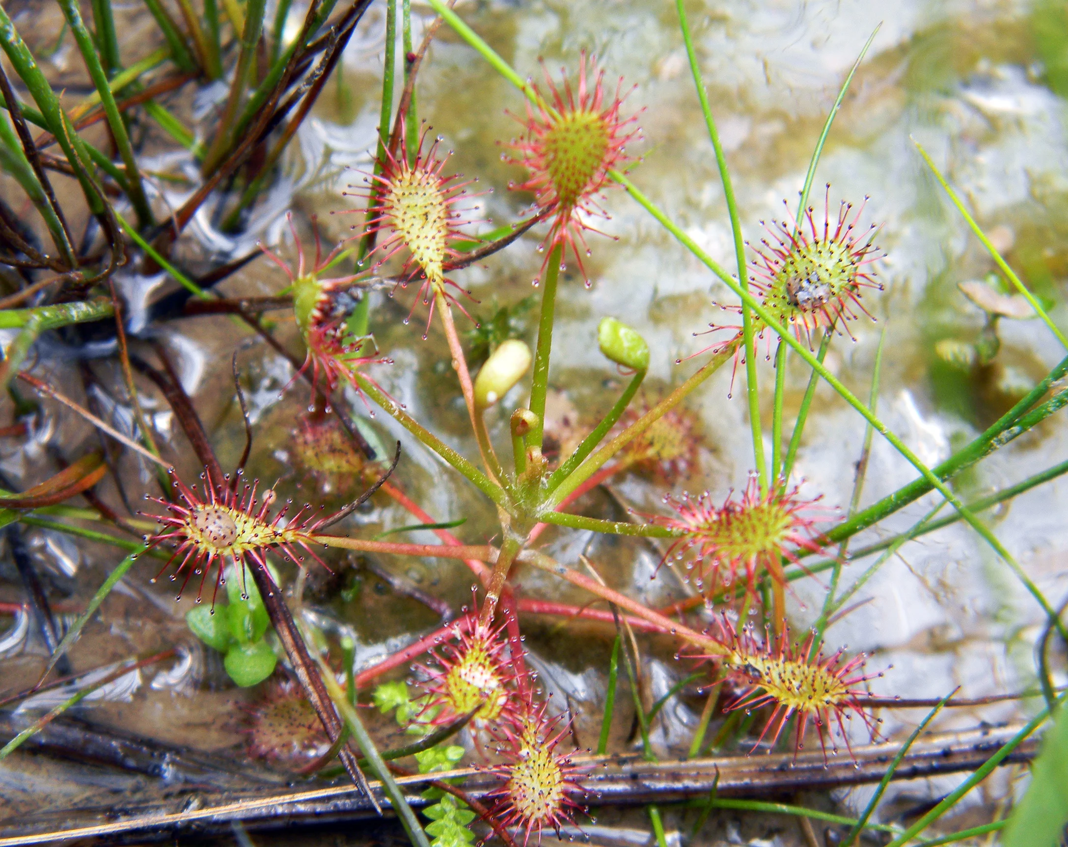 Drosera intermedia (Spoonleaf Sundew), White Co., Tennessee