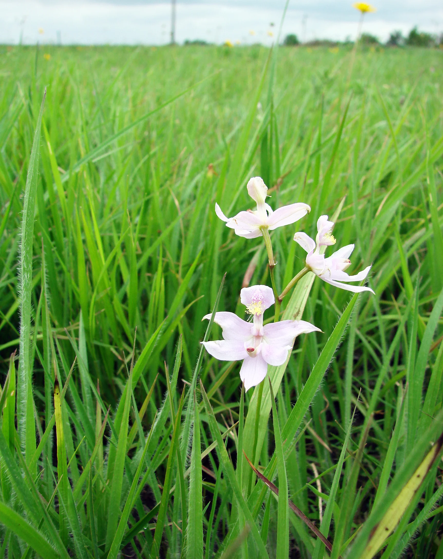 Oklahoma Grass Pink Orchid (Calopogon oklahomensis), Mississippi Alluvial Plain Hardpan Prairie, Grand Prairie, Arkansas