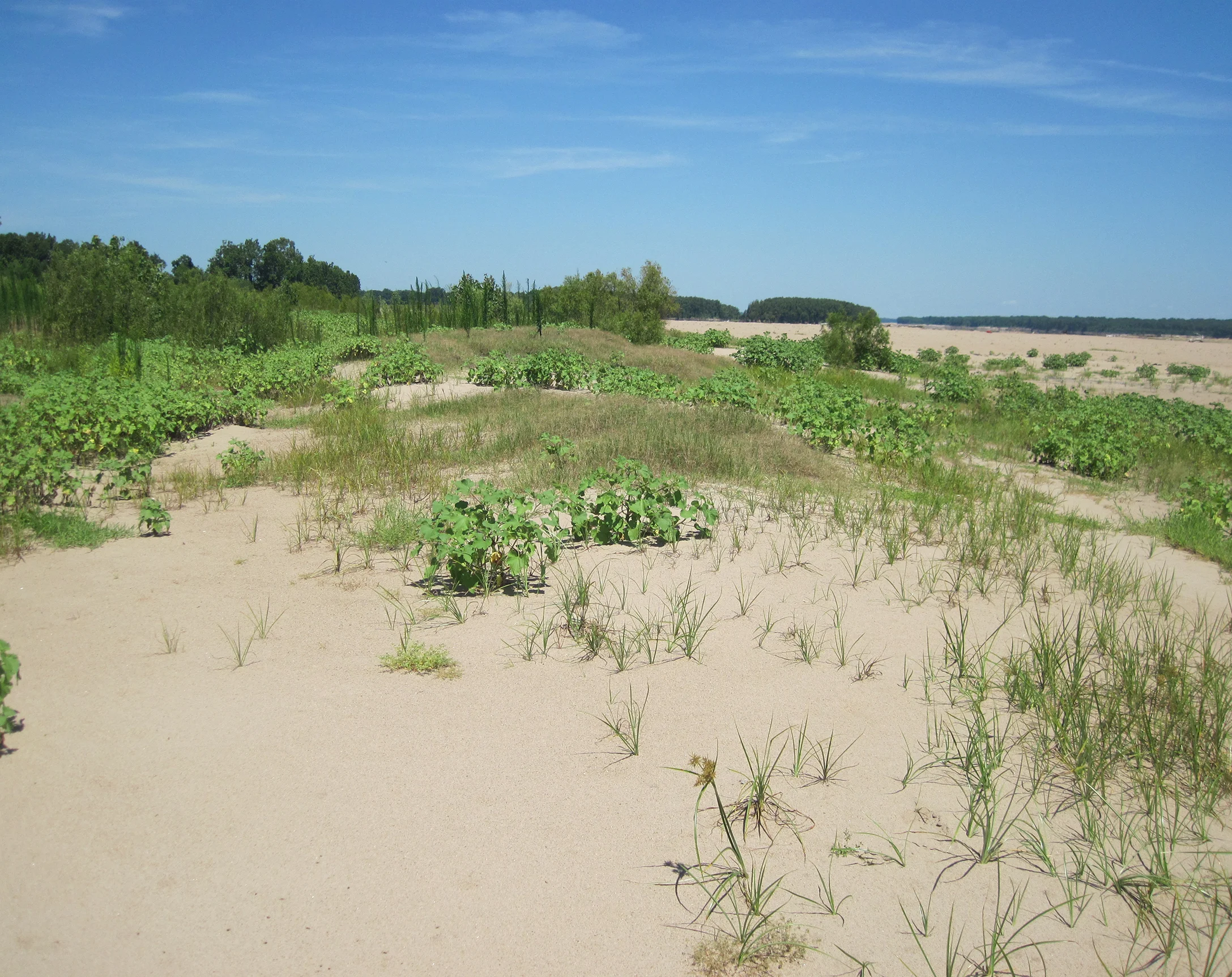 Mississippi Alluvial Plain Riverbank Sandbar Barren, Arkansas River, Arkansas