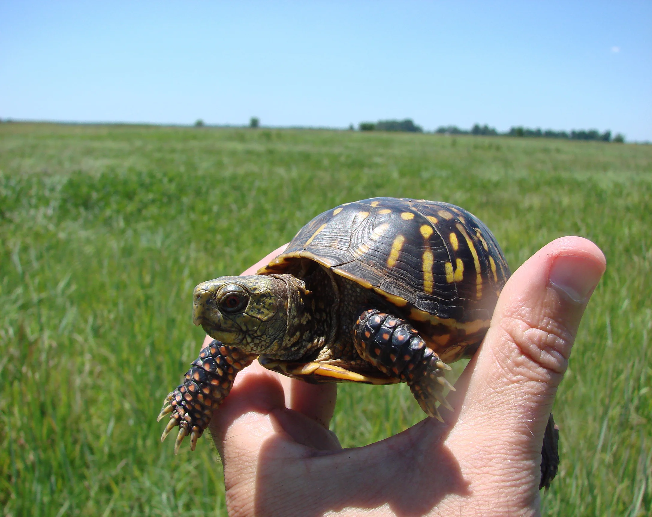 Ornate Box Turtle in Mississippi Alluvial Plain Hardpan Prairie, Roth Prairie Natural Area, Grand Prairie, Arkansas