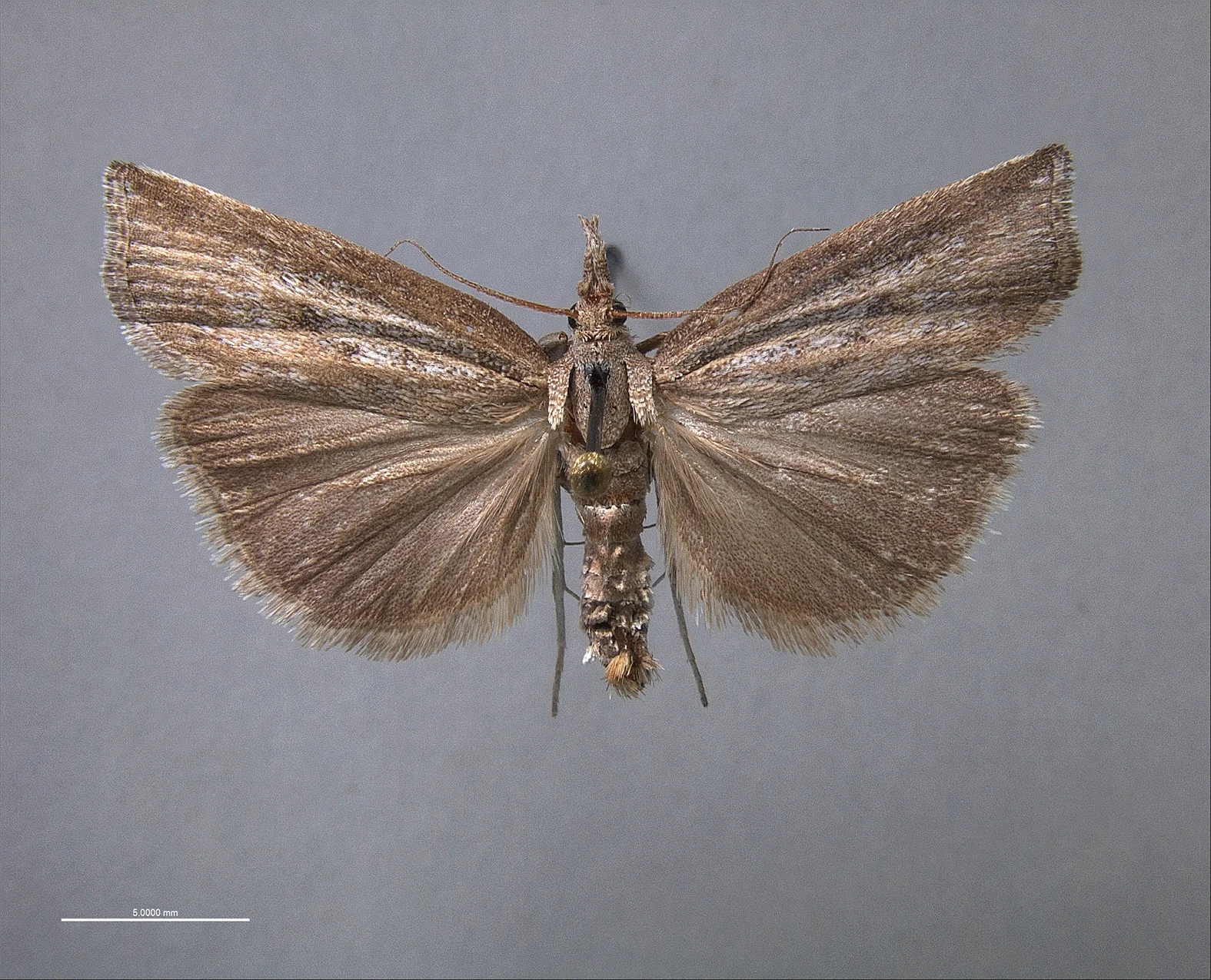 Neodactria-Male copy.jpg