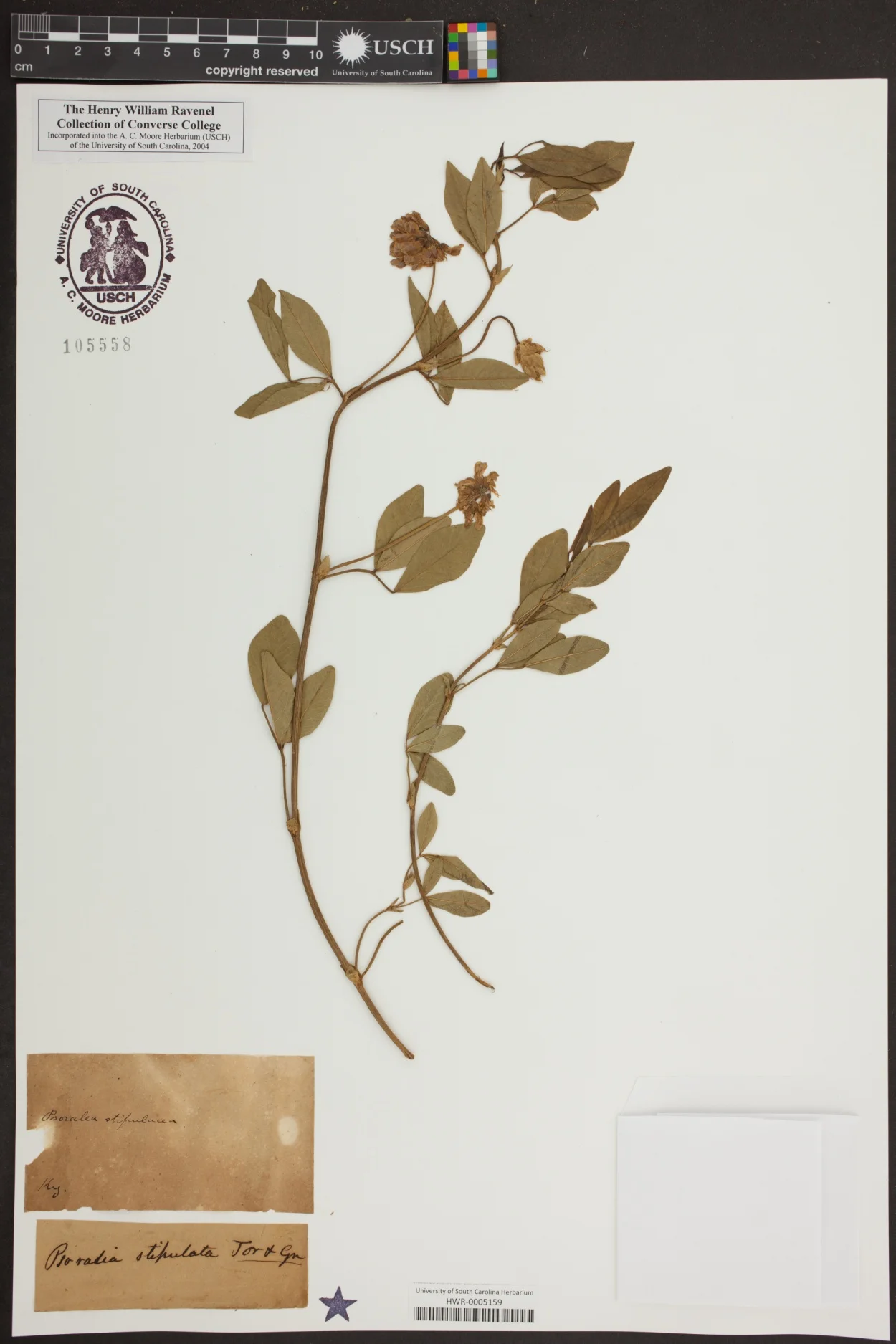 Specimen of Orbexilum stipulatum in the Ravenel Collection, University of South Carolina Herbarium. Credit: University of South Carolina Herbarium.