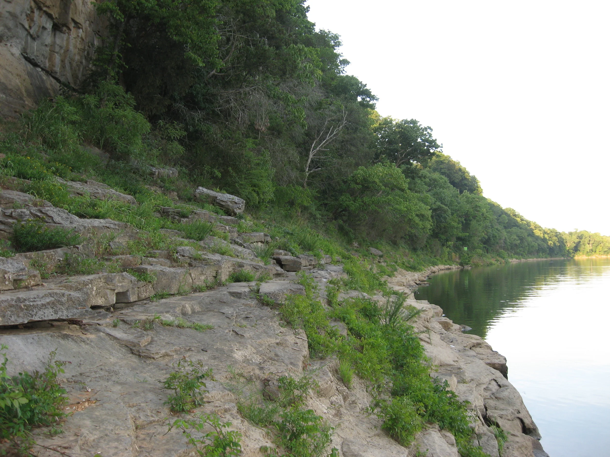 Limestone Riverscour Glade along shore of Cumberland River below King and Queen's Bluff in Clarksville, Tennessee. This glade is home to numerous rare species including the endangered rock grape (Vitis rupestris) and prairie grasses such as big bluestem (Andropogon gerardii), little bluestem (Schizachyrium scoparium), and eastern gamagrass (Tripsacum dactyloides) line the upper edge of the glade. Credit: Mason Brock. Some of the species found here are known in Tennessee otherwise only from Rock Island State Park about 100 miles to the east, including rock grape and Midwestern Silky Dogwood (Cornus obliqua).