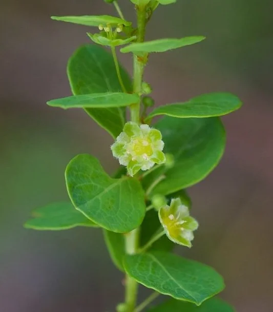 Maidenbush ( Phyllanthopsis phyllanthoides) grows in limestone riverscour habitats in central TN. Photo credit: Ketona Dolomite Barrens, Bibb Co., AL by Eric Hunt.