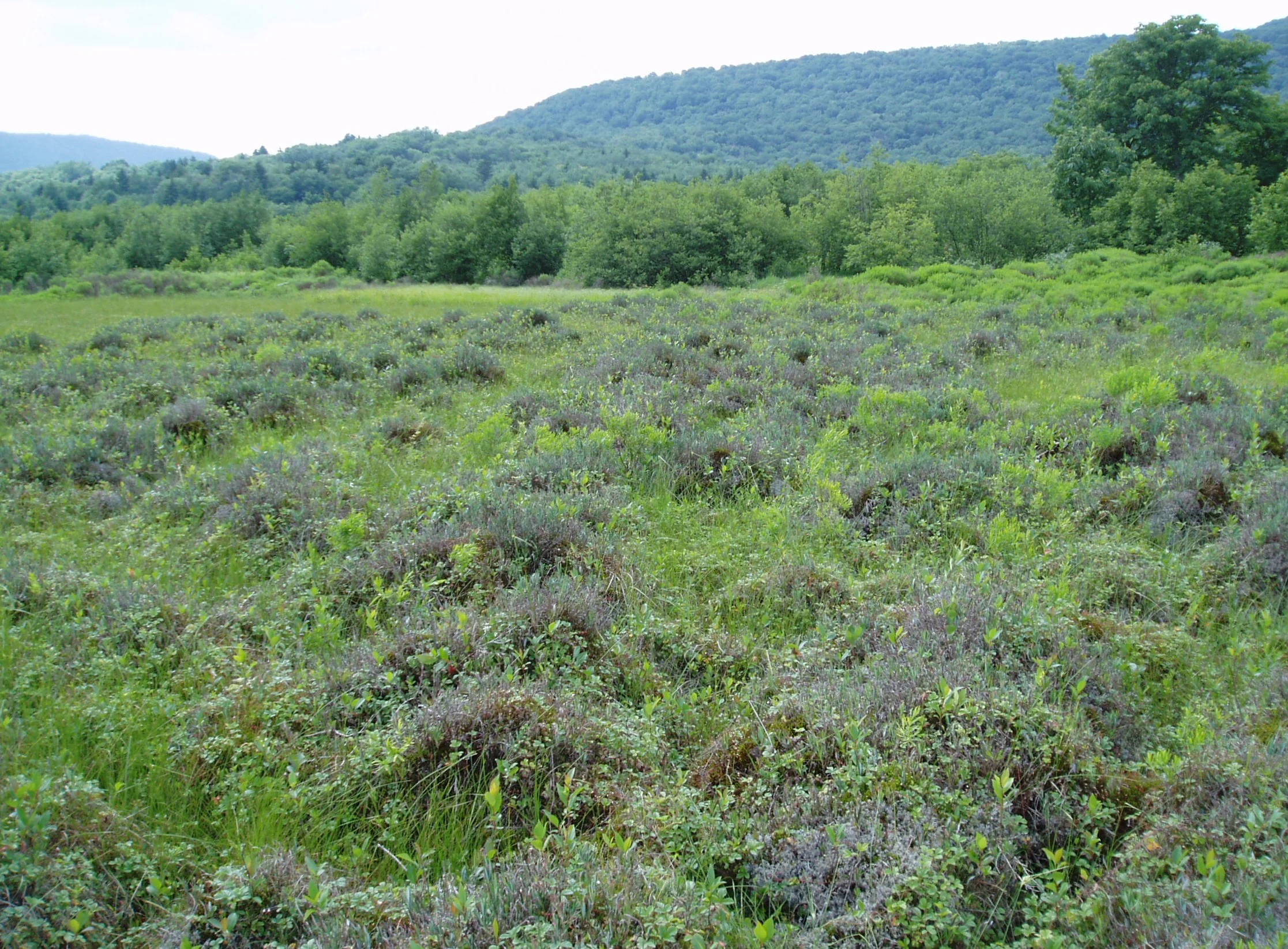 "Cranberry Glades", Allegheny Mountains Bog, Pocahontas Co., West Virginia