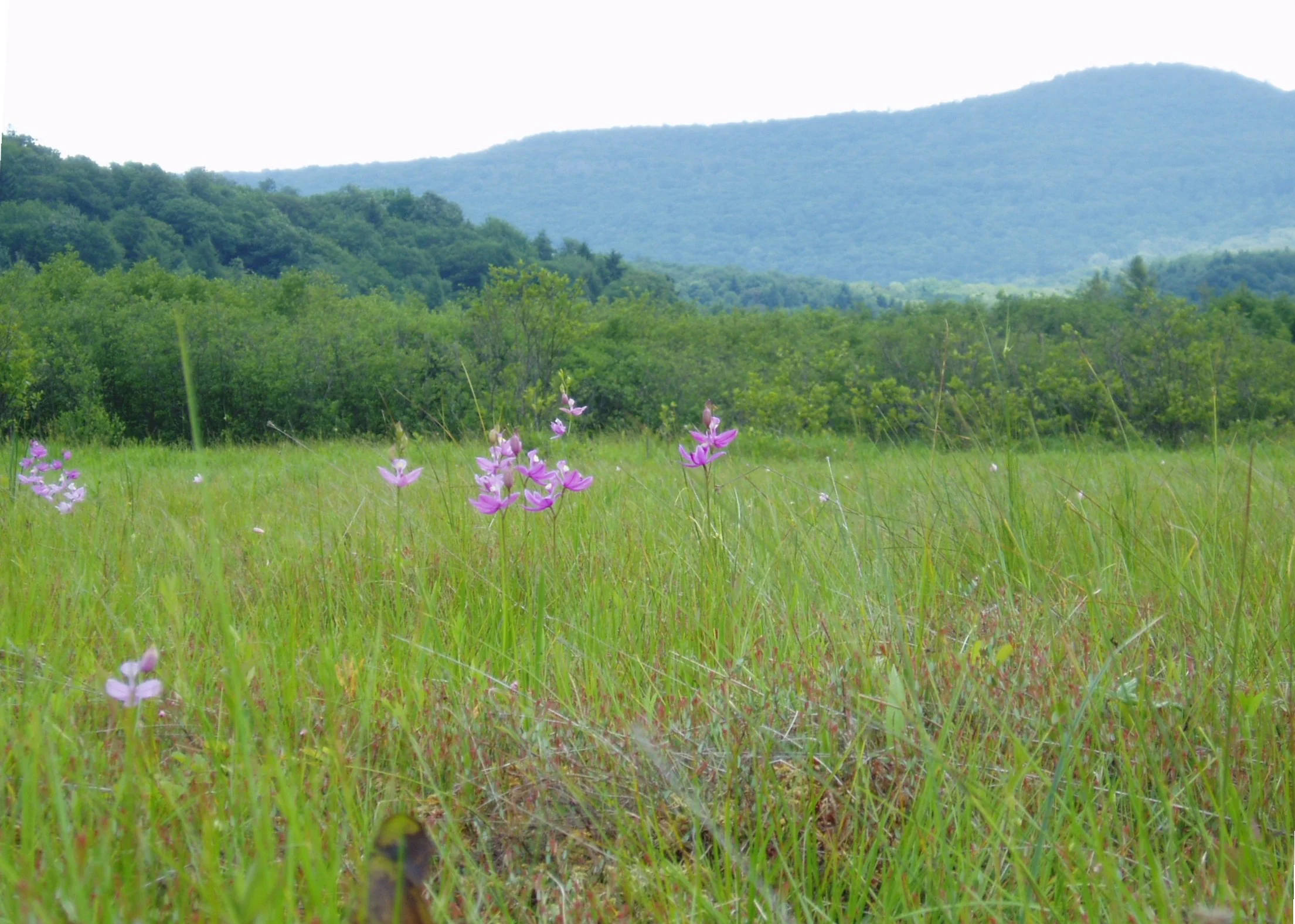 "Cranberry Glades", Allegheny Mountains Bog, Pocahontas Co., West Virginia
