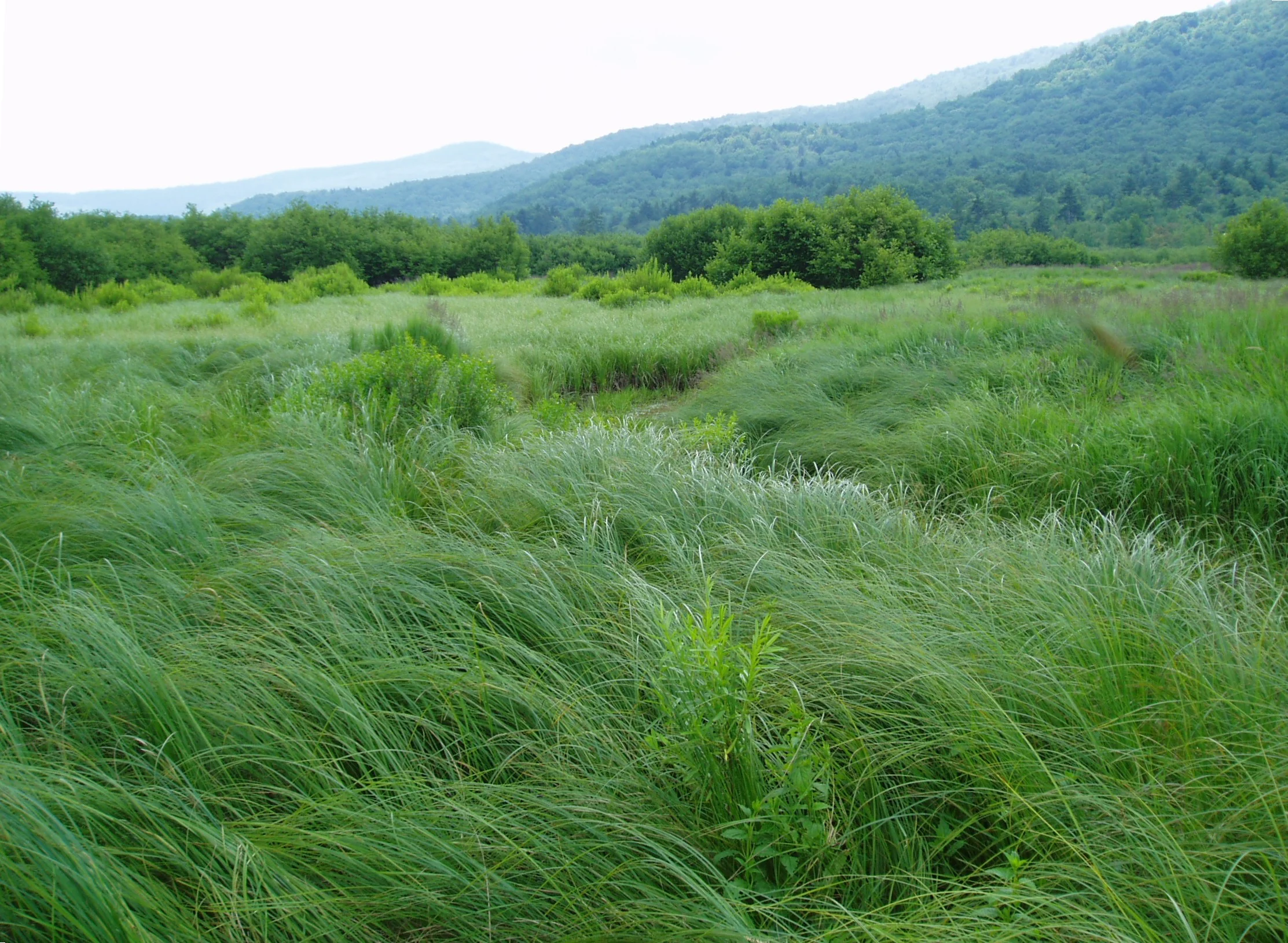 "Cranberry Glades", Allegheny Mountains Bog, Pocahontas Co., West Virginia