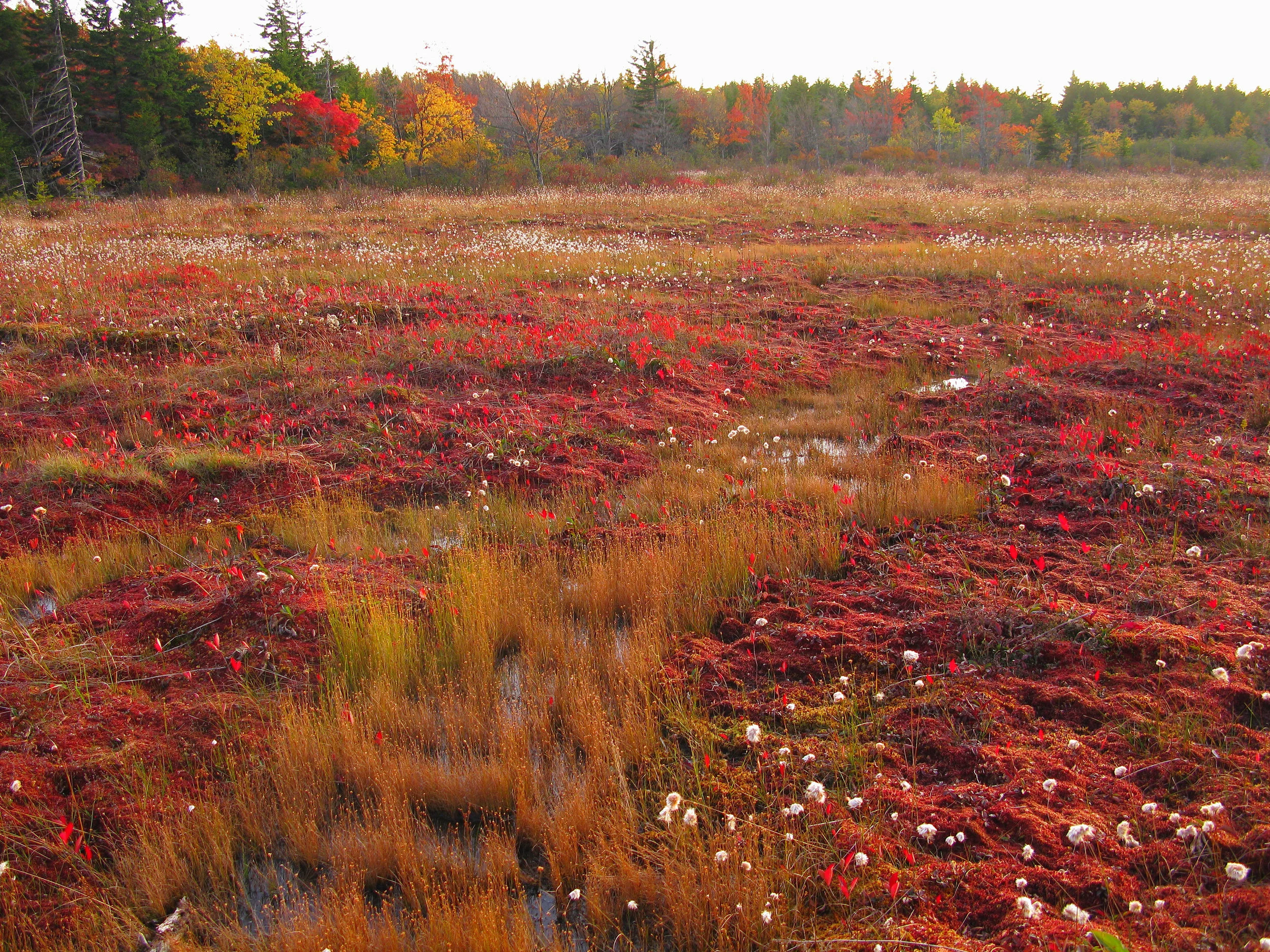 "Dolly Sods," Allegheny Mountains Bog, Tucker Co., West Virginia