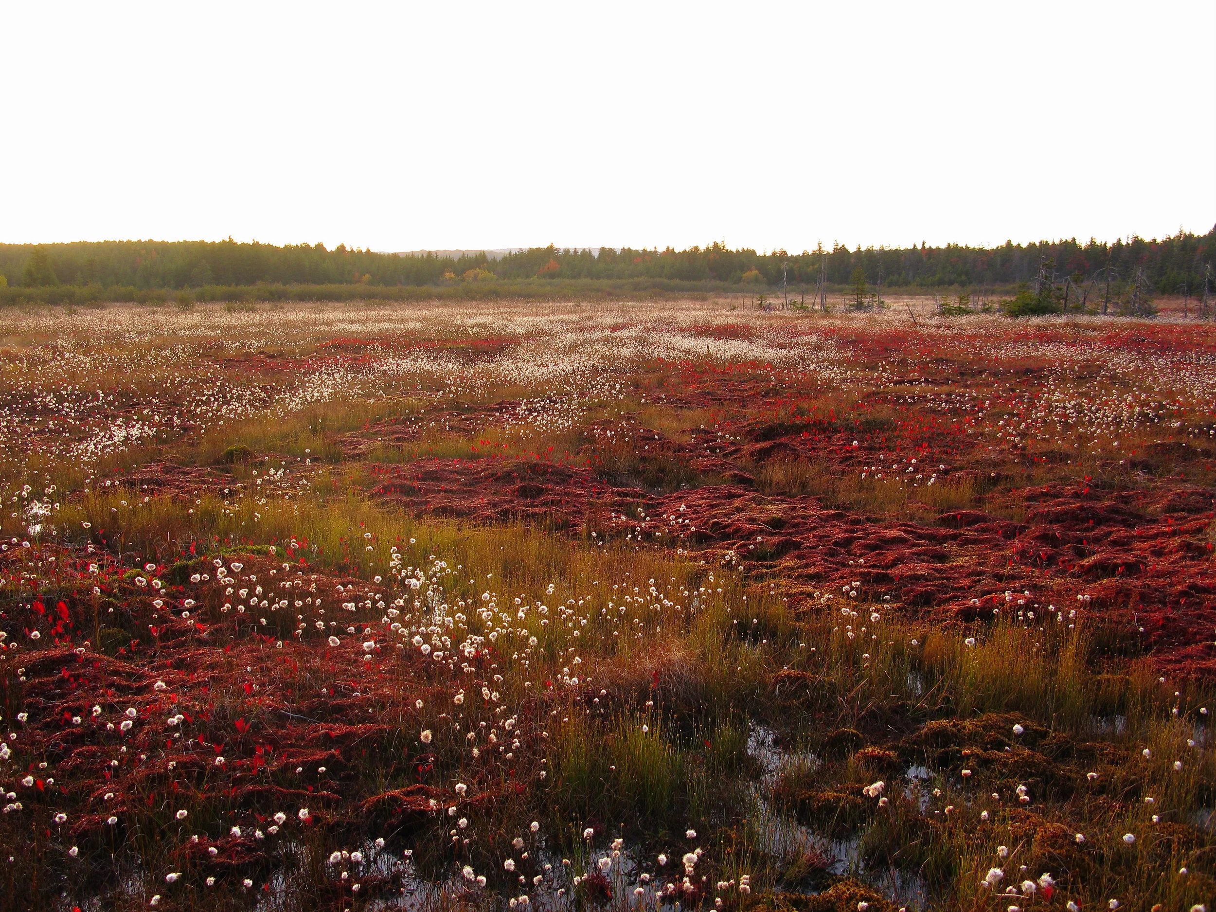"Dolly Sods," Allegheny Mountains Bog, Tucker Co., West Virginia