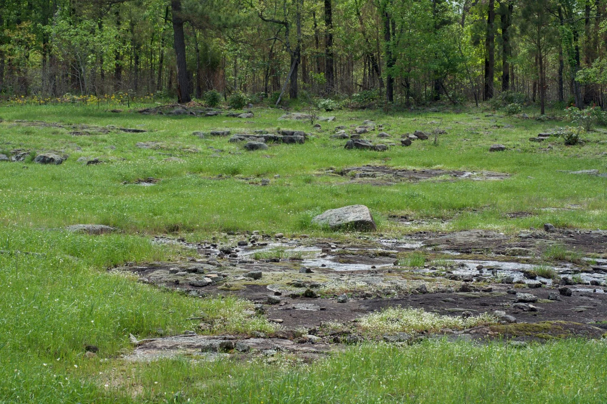 West Gulf Coastal Plain Igneous (Nepheline Syenite) Glade, TNC's Dry Lost Creek Preserve, Saline County, Arkansas