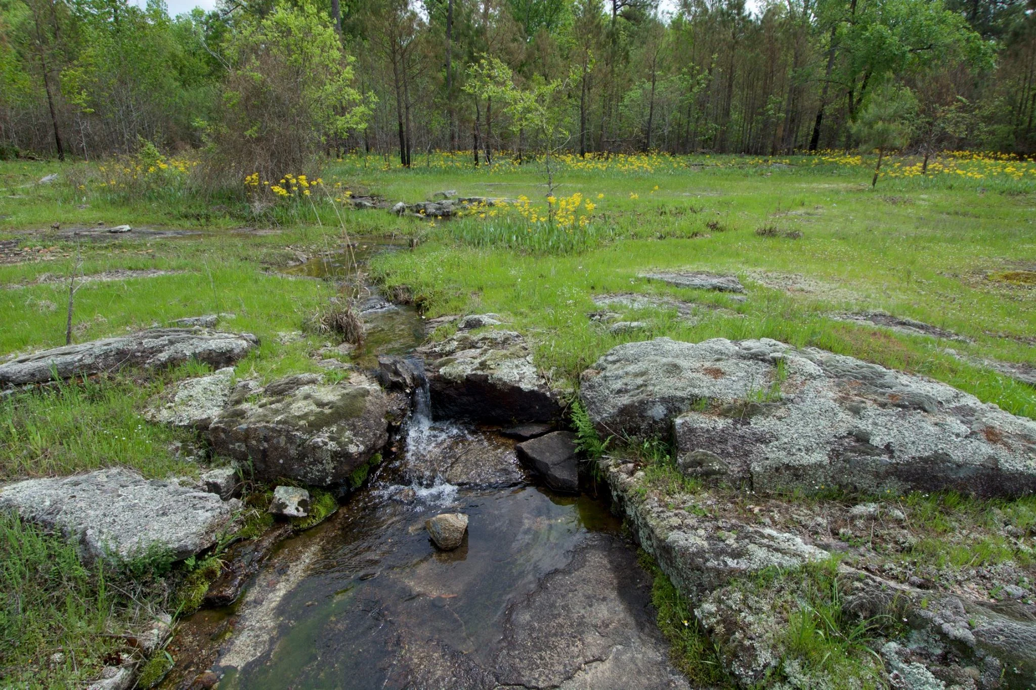 West Gulf Coastal Plain Igneous (Nepheline Syenite) Glade, TNC's Dry Lost Creek Preserve, Saline County, Arkansas