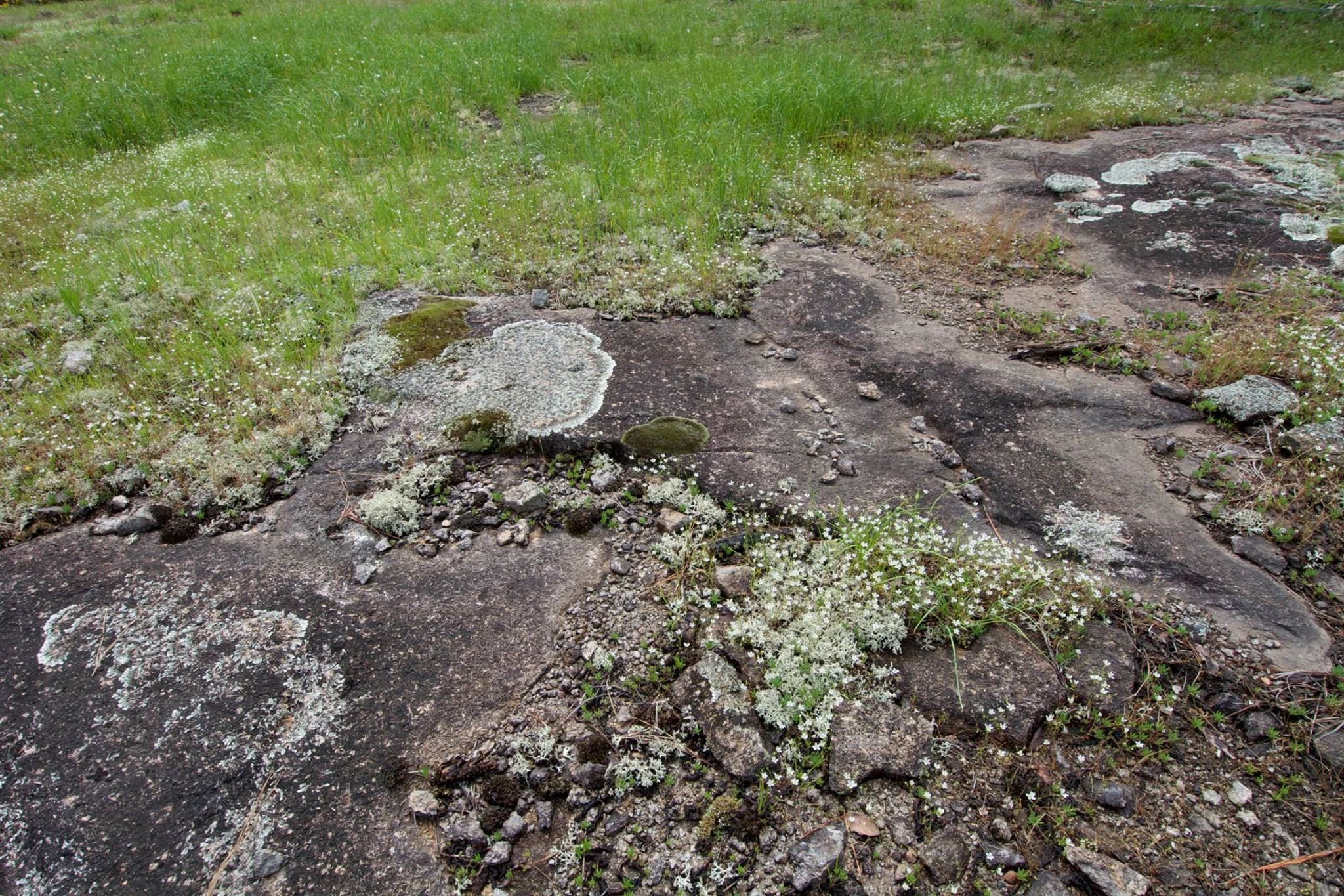 West Gulf Coastal Plain Igneous (Nepheline Syenite) Glade, TNC's Dry Lost Creek Preserve, Saline County, Arkansas