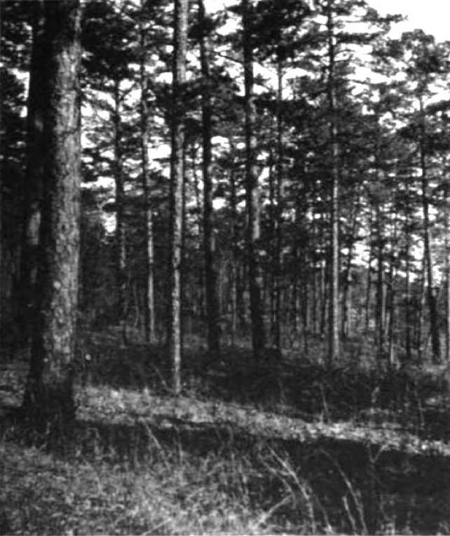 Little Mountains Shortleaf Pine Woodland-Savanna, Colbert Co., AL.