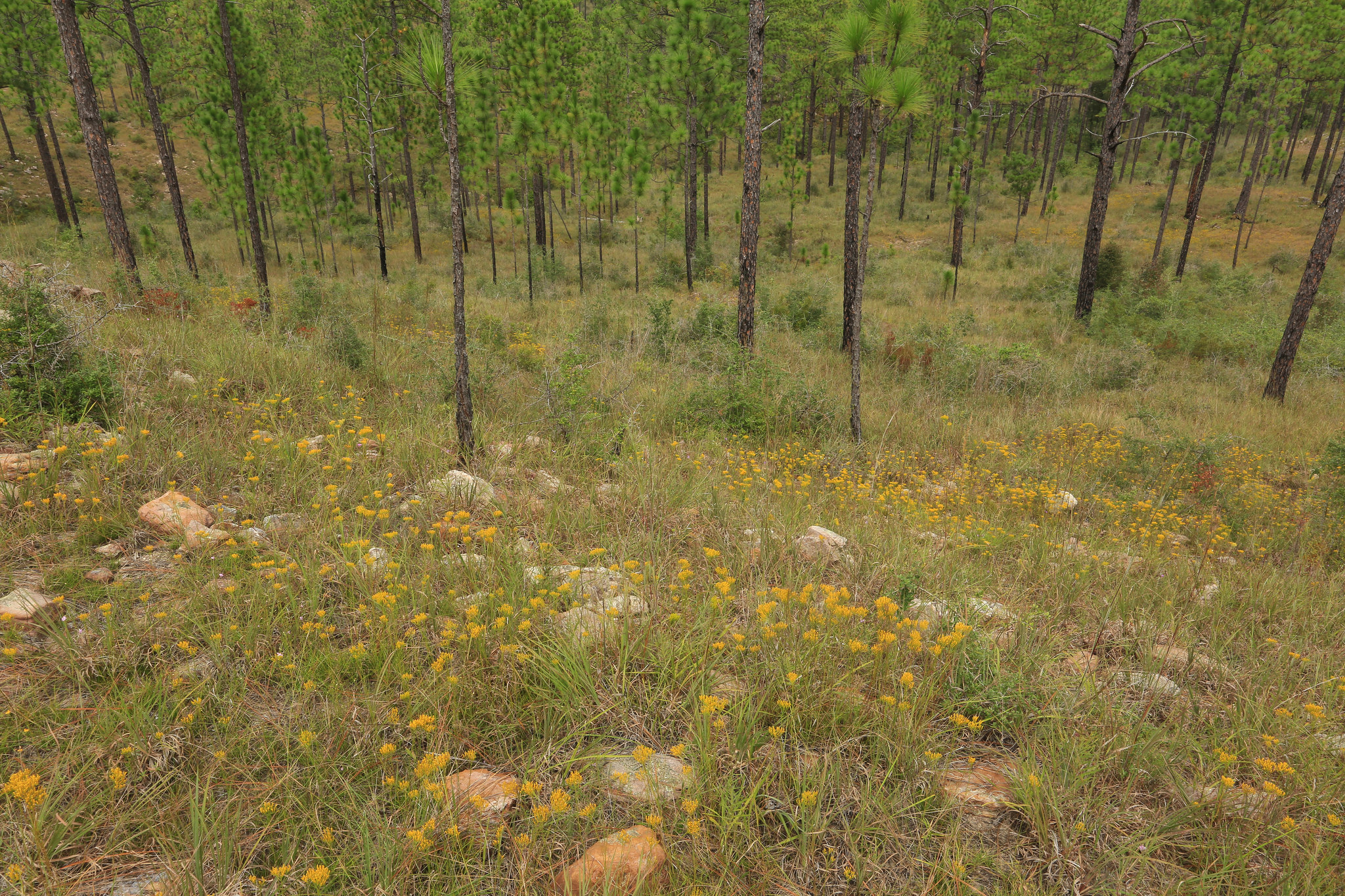 West Gulf Coastal Plain Kisatchie Hills Longleaf Pine (Pinus palustris) Sandstone Woodland & Savanna, Red Dirt National Wildlife Management Preserve, Kisatchie N.F., Natchitoches Parish, Louisiana