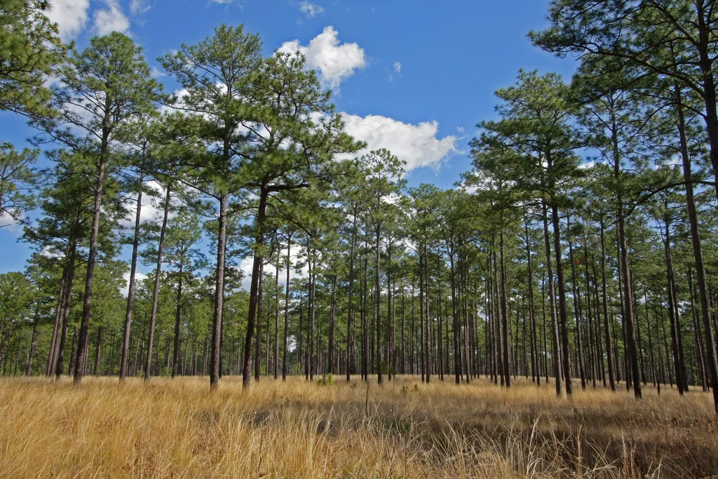East Gulf Coastal Plain Longleaf Pine (Pinus palustris) Savanna, Wade Tract Preserve, Arcadia Plantation, Thomas Co., Georgia