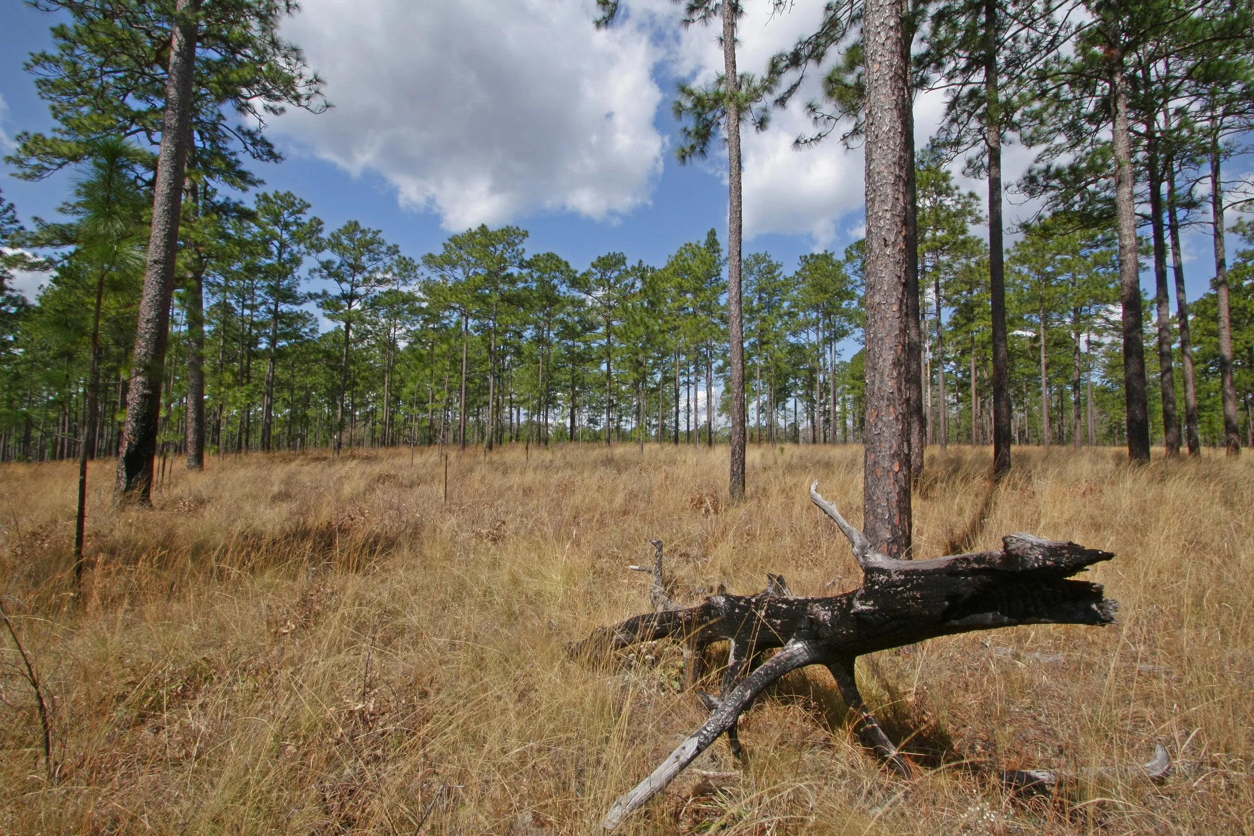 Old-growth stand, East Gulf Coastal Plain Longleaf Pine (Pinus palustris) Savanna, Wade Tract Preserve, Arcadia Plantation, Thomas Co., Georgia