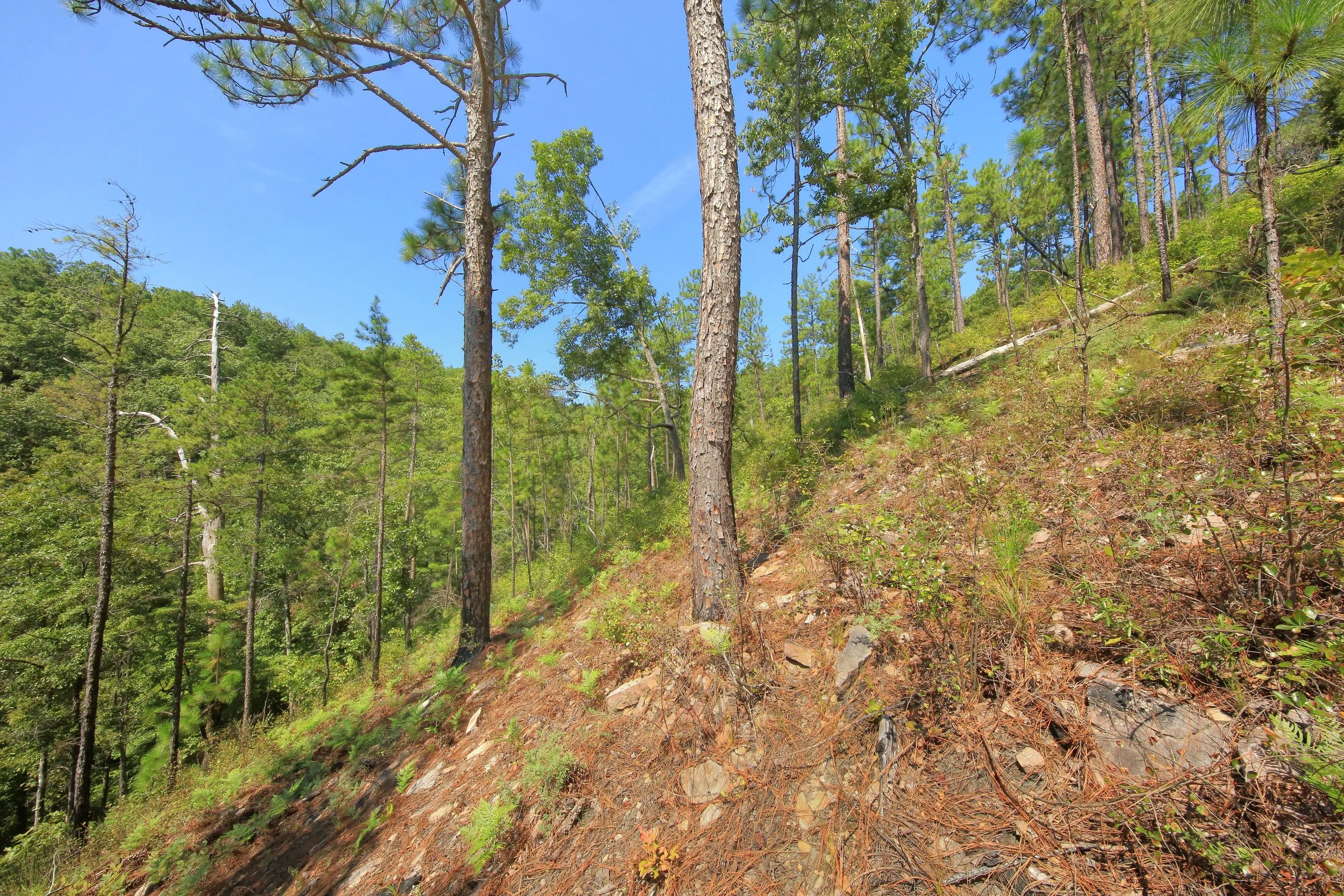 Piedmont Pine Mountain Longleaf Pine (Pinus palustris) Woodland, Pine Mountain, Talbot Co., Georgia