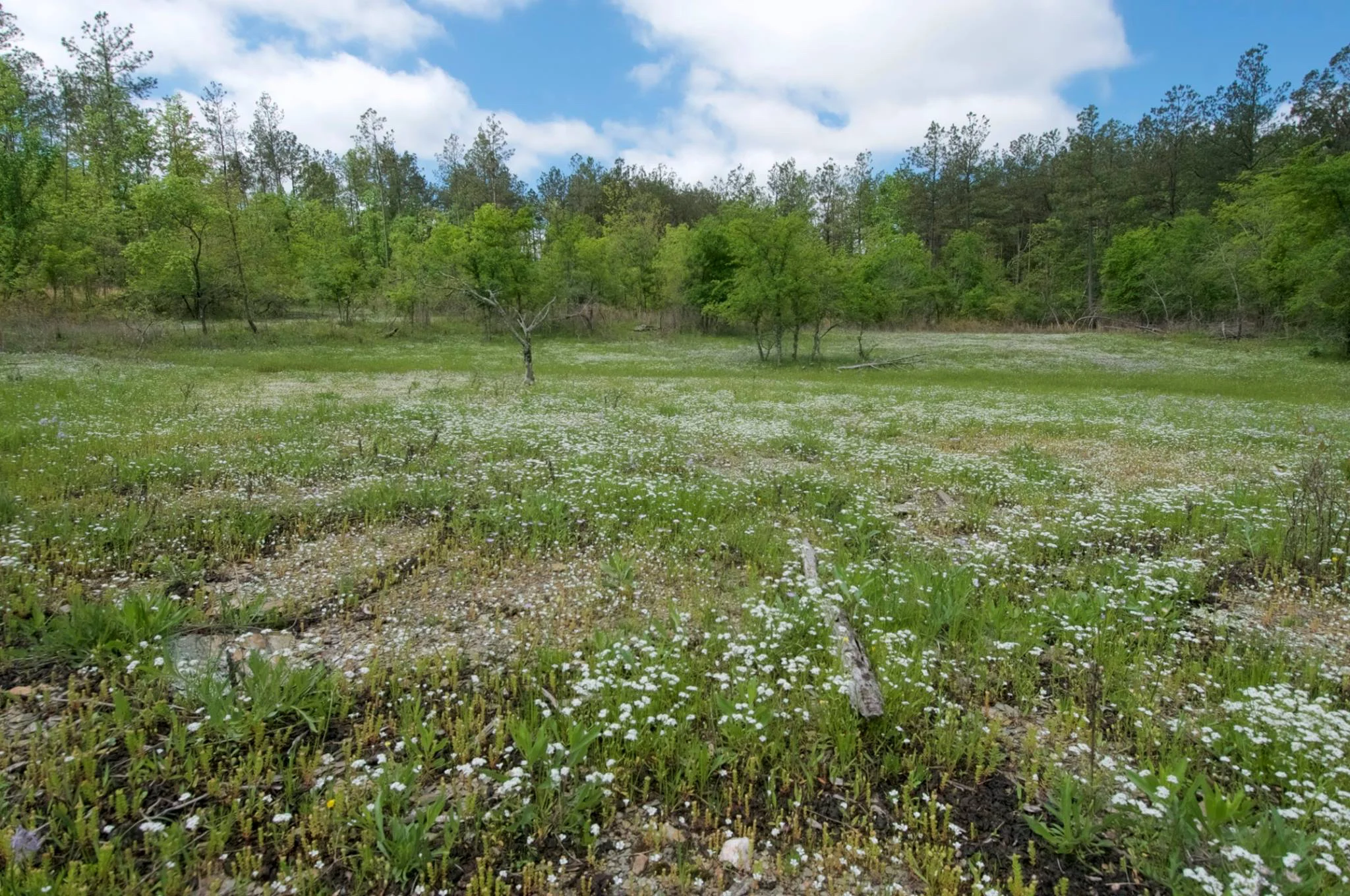 Ouachita Mountains Shale Glade, Middle Fork Barrens Natural Area, Saline Co., Arkansas