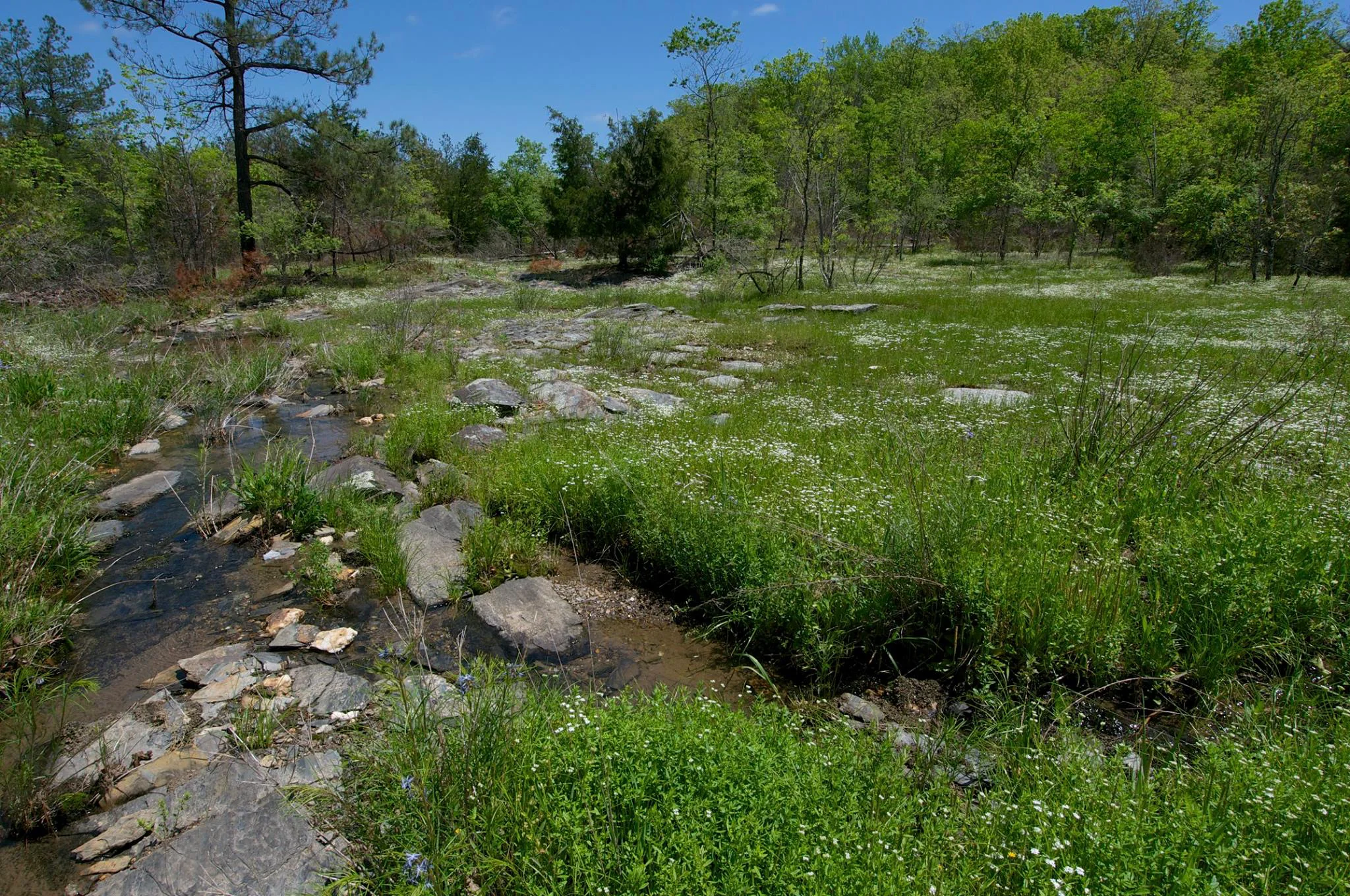Ouachita Mountains Seasonally Wet Shale Glade, Middle Fork Barrens Natural Area, Saline Co., Arkansas