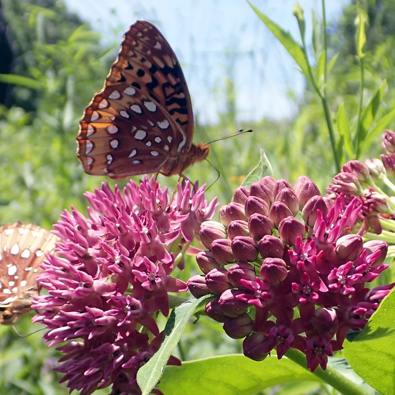 Butterfly feeding on Purple Milkweed (Asclepias purpurascens), in powerline r.o.w. that is a remnant of Crawford Hills Calcareous Savanna & Woodland, Todd Co., Kentucky