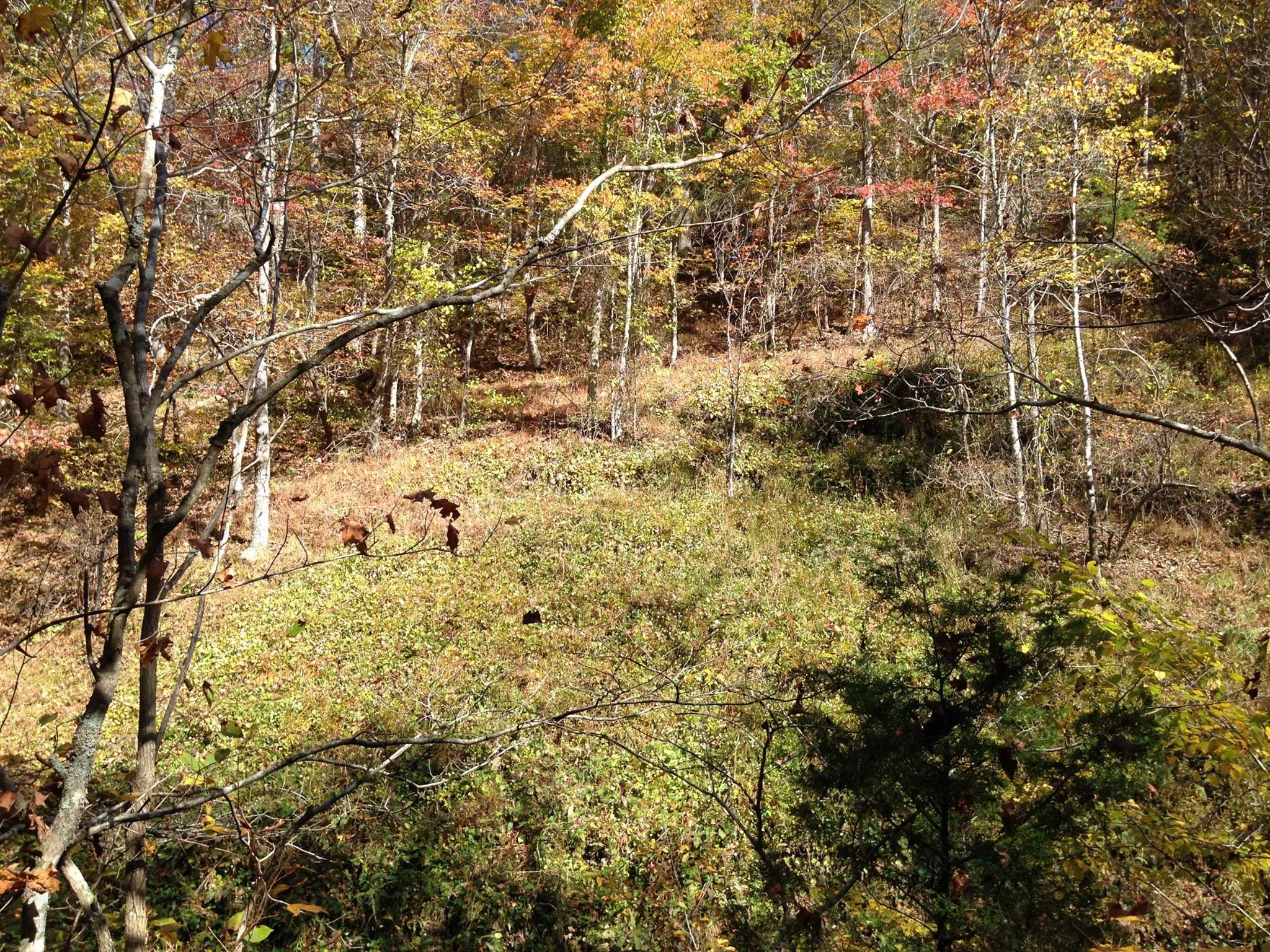 Strongly sloping groundwater-fed calcareous wetlands occur in scattered places across the Southeast, such as this one in Lewis Co., Tennessee. Such sites are sometimes called Seepage Fens or simply Seeps but differ in important ways from deeper-soil fens described above. Credit: Dwayne Estes.