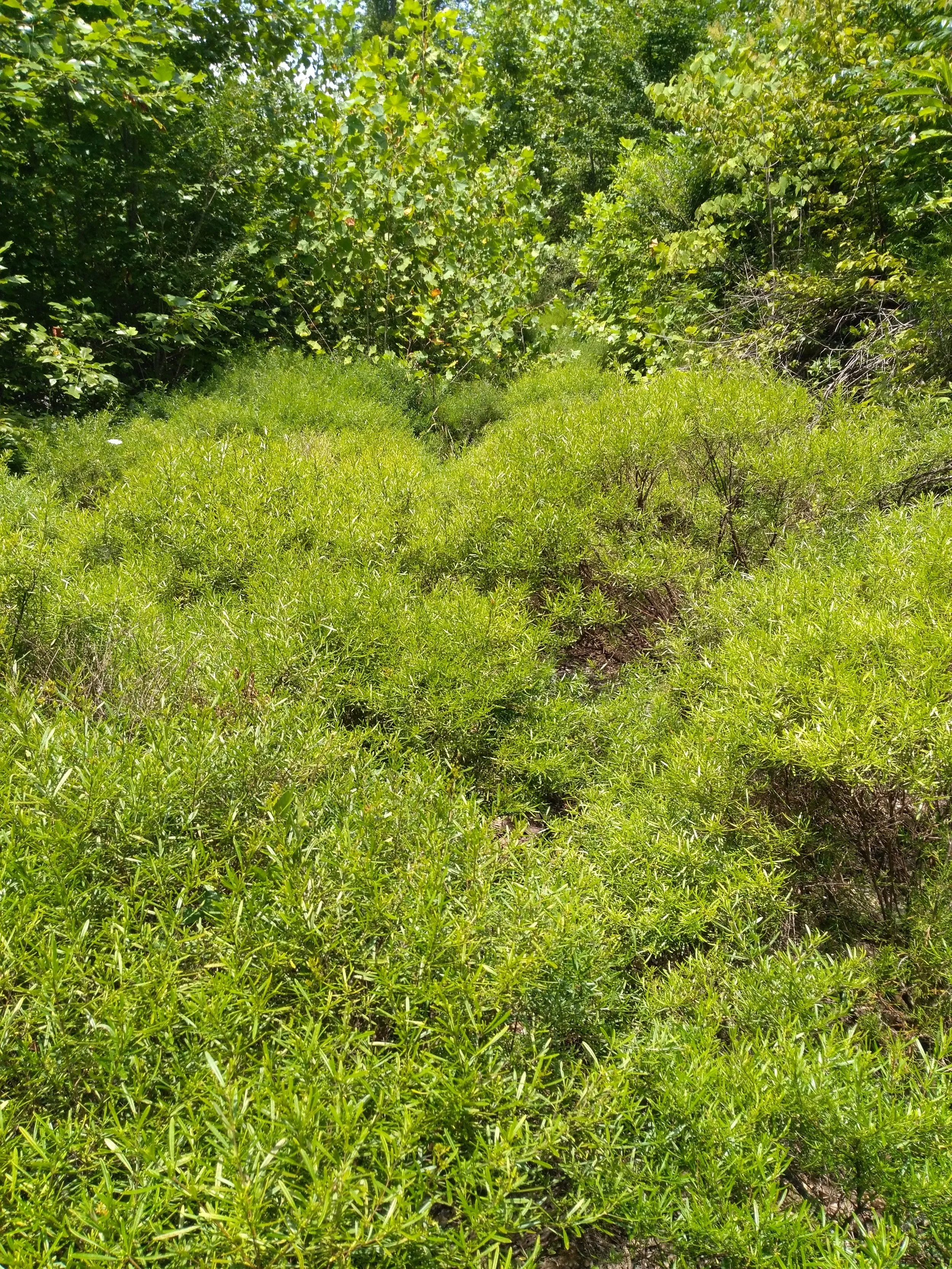Hypericum interior (Inland Bushy St. Johnswort) dominates the margins and interiors of some seeps. Credit: Aaron Floden.