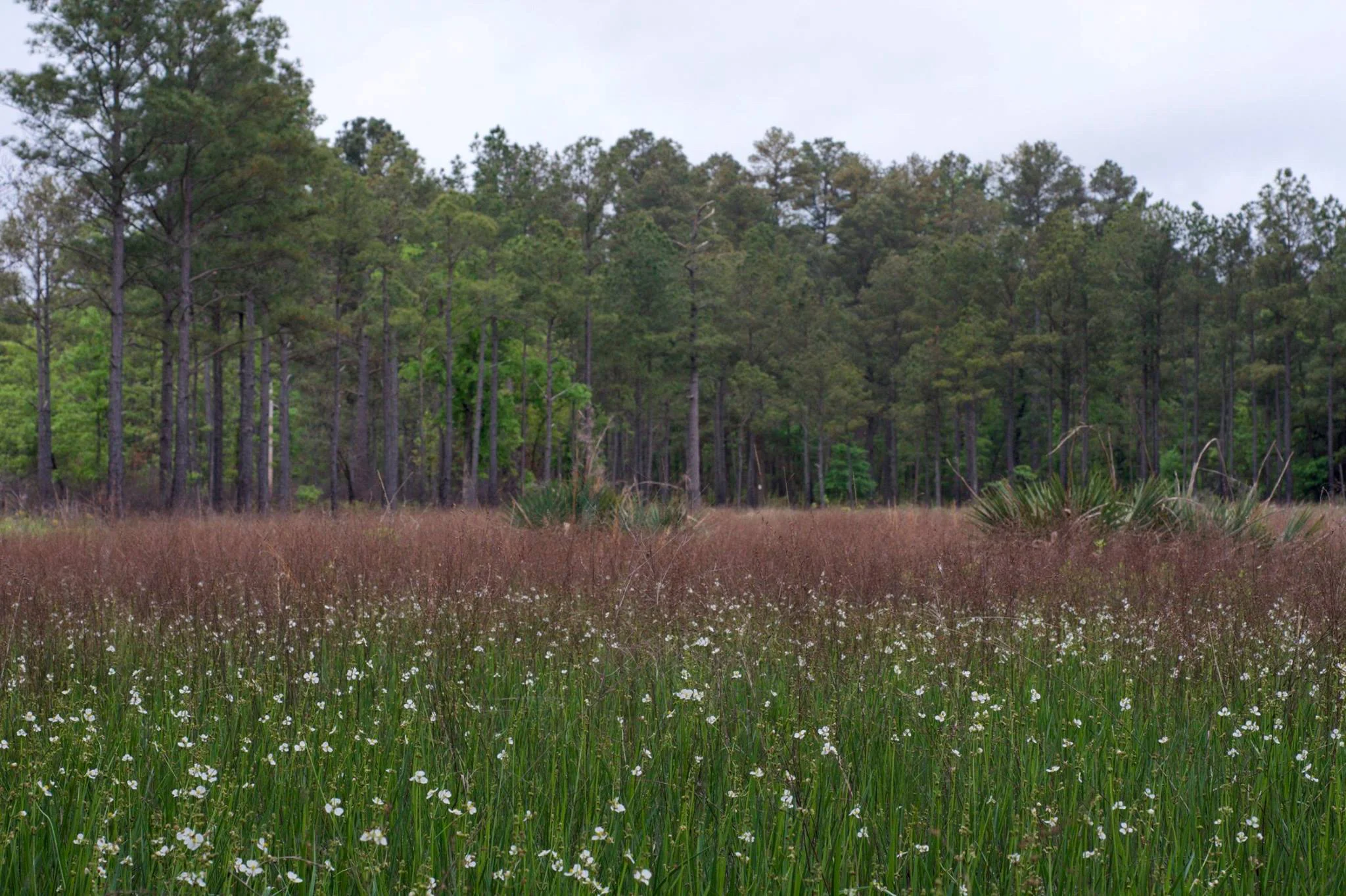 West Gulf Plain Wet Prairie, Warren Prairie Natural Area, Bradley County, Arkansas