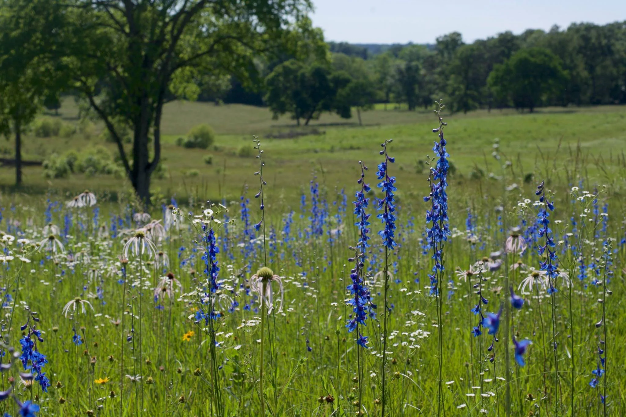West Gulf Coastal Plain Blackland Prairie, The Nature Conservancy's Terre Noire, Prairie Ridge Preserve, Clark County, Arkansas