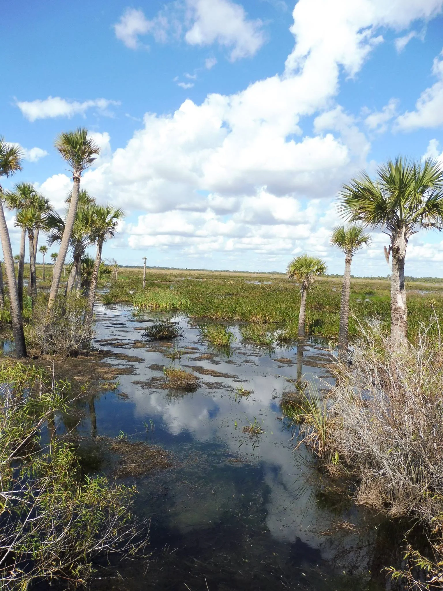 Peninsular Florida Subtropical Slough Marsh, Kissimmee Prairie State Park, Okeechobee Co., Florida