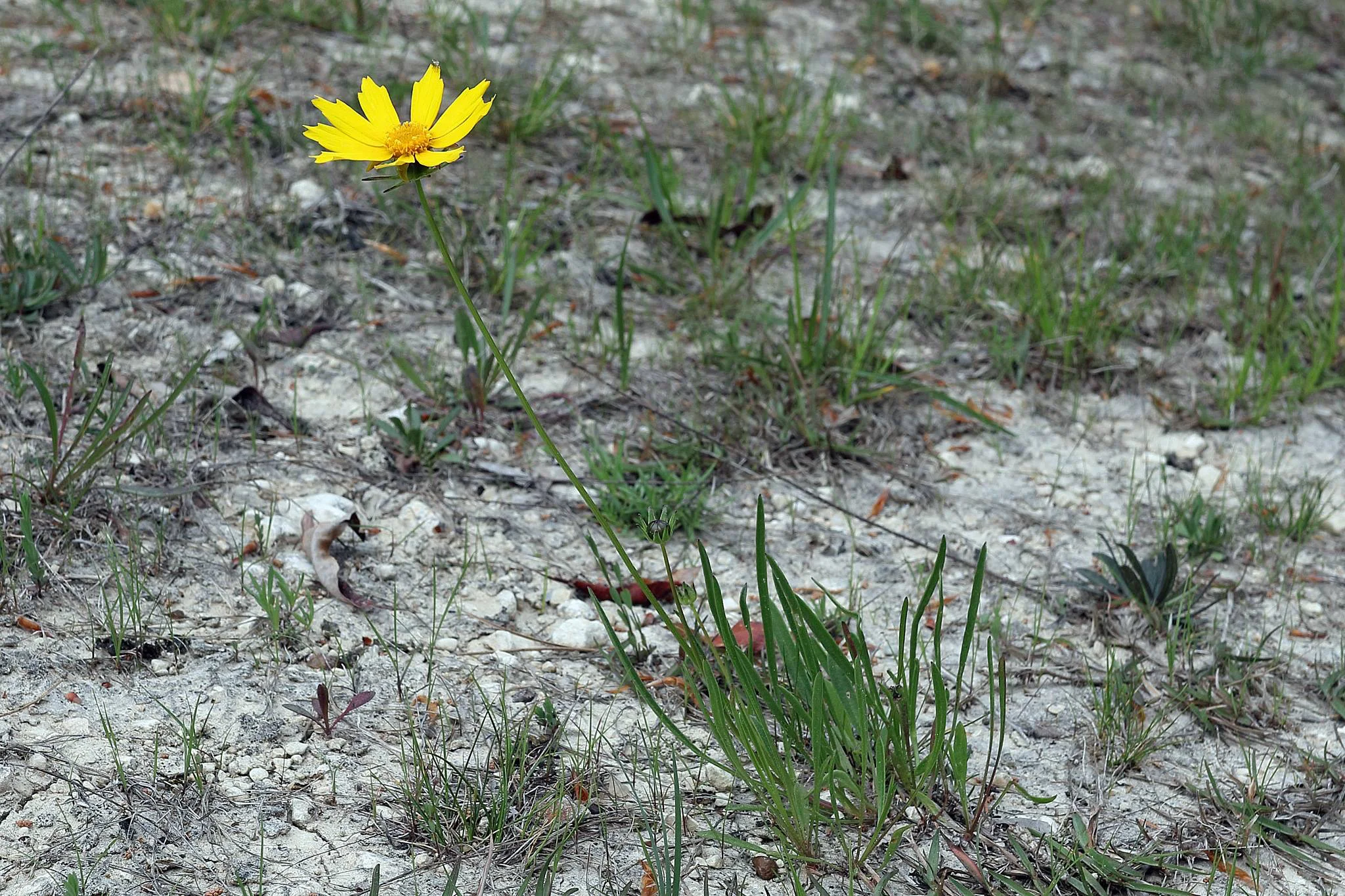 Newly described Coreopsis bakeri (Baker's Coreopsis), East Gulf Coastal Plain Limestone Barren, Jackson County, Florida