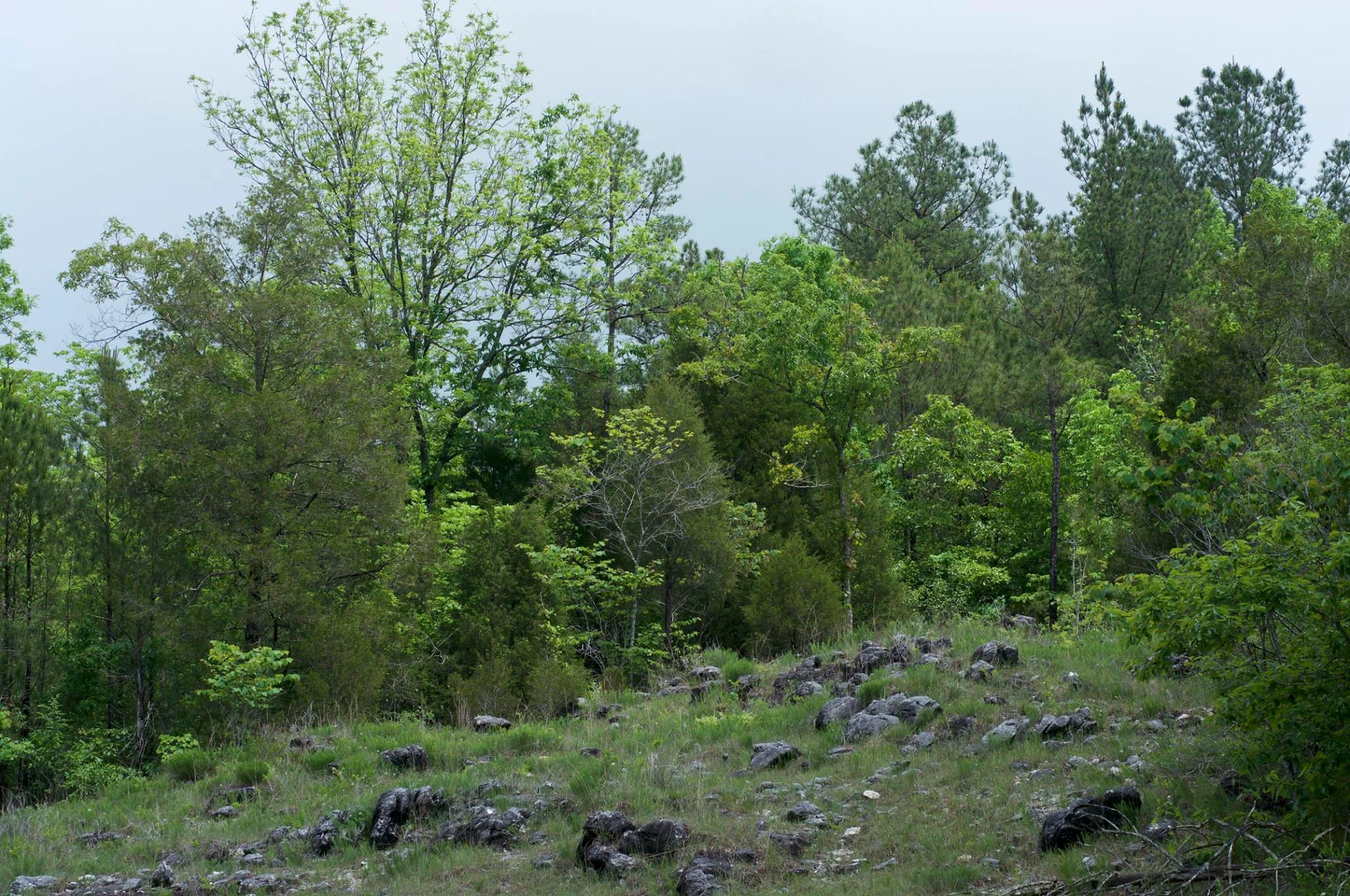 Southern Ridge and Valley Dolomite Barren, "Ketona Glade," Bibb Co., Alabama