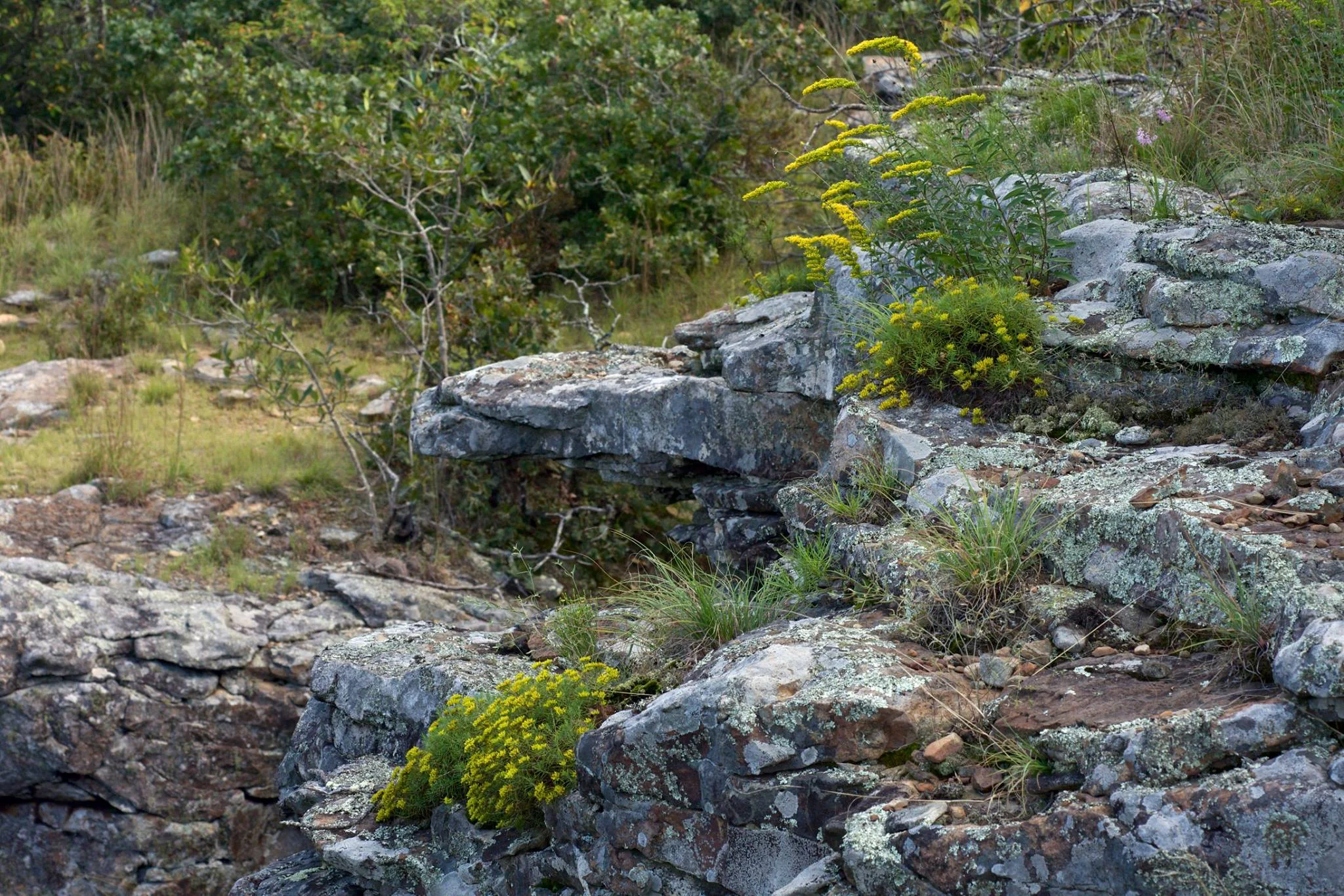 Arkansas Valley Mountains Clifftop Sandstone Outcrop & Barren, Magazine Mountain, Logan Co., Arkansas