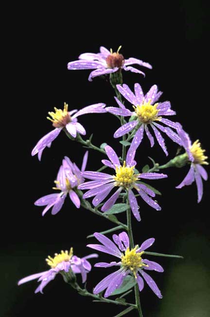 Symphyotrichum shortii (Short's Aster)